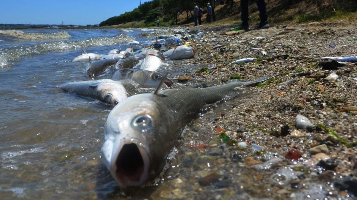 K���k�ekmece G�l�'ndeki bal�k �l�mlerinin sebebi nedir? Uzman� a��klad�