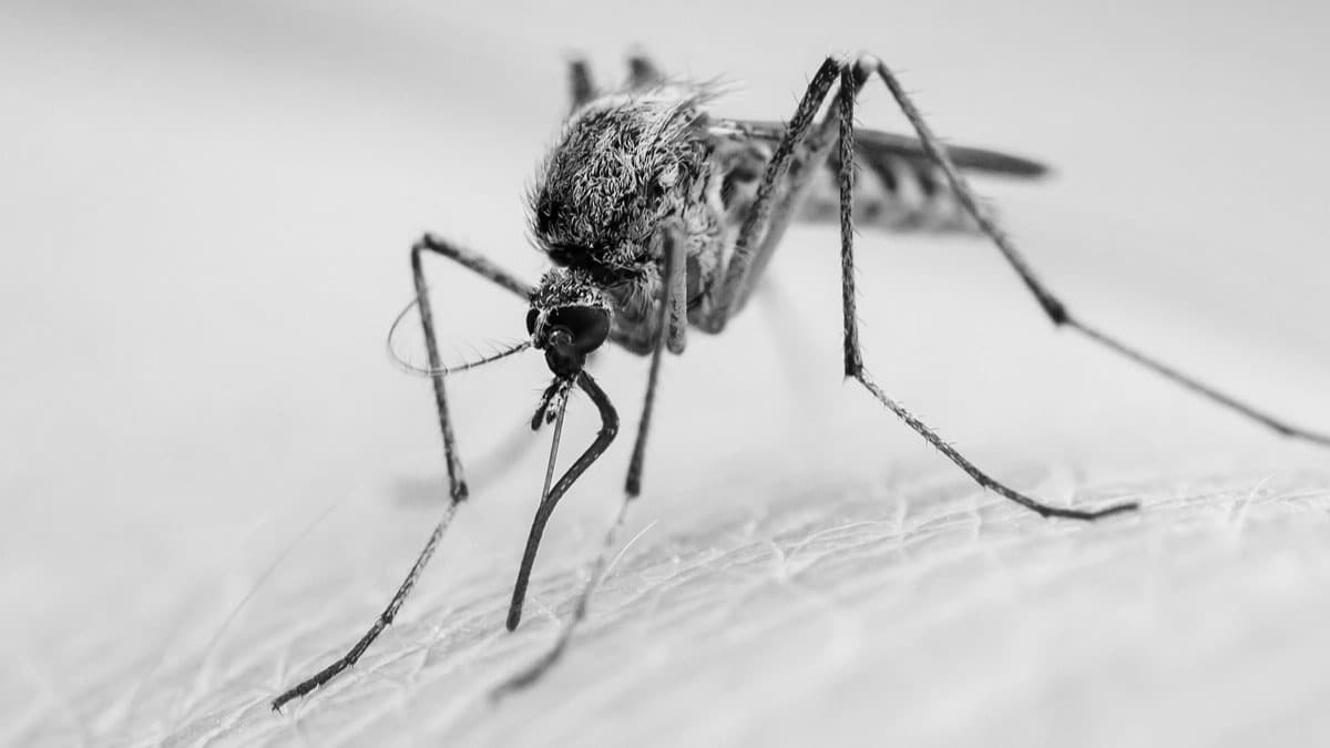 Sivrisinekten Koronavirs bular m? Uzmanlar aklad!
