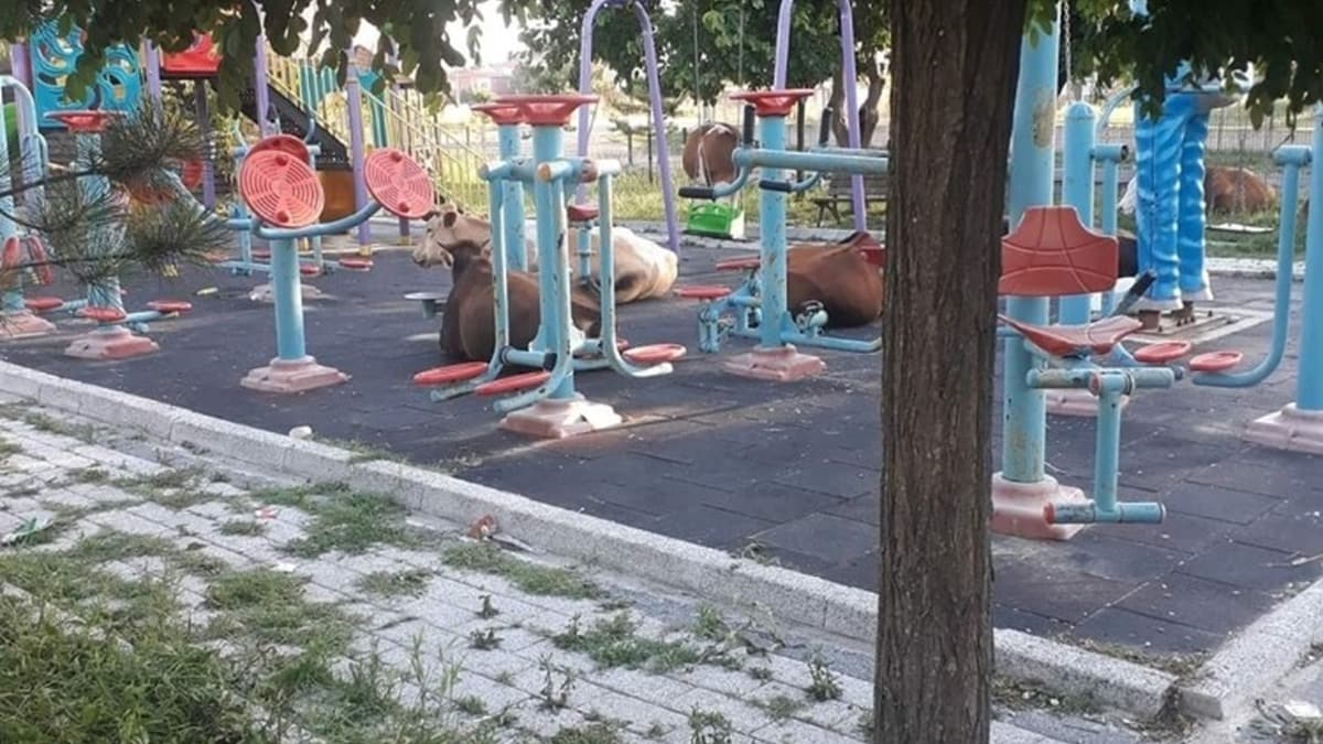 Tekirda'da bykba hayvanlar park igal etti
