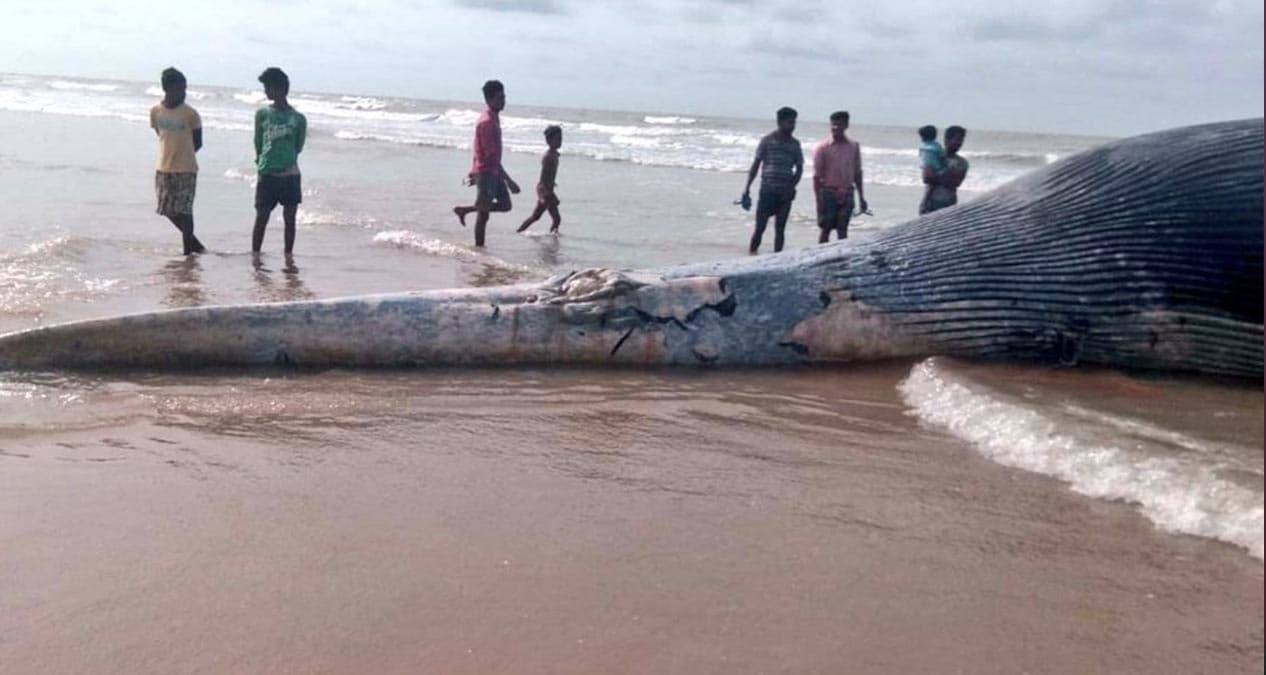 Korkun� g�r�nt�! Sahilde buldular, boyunu '36 ad�m' �l�t�ler