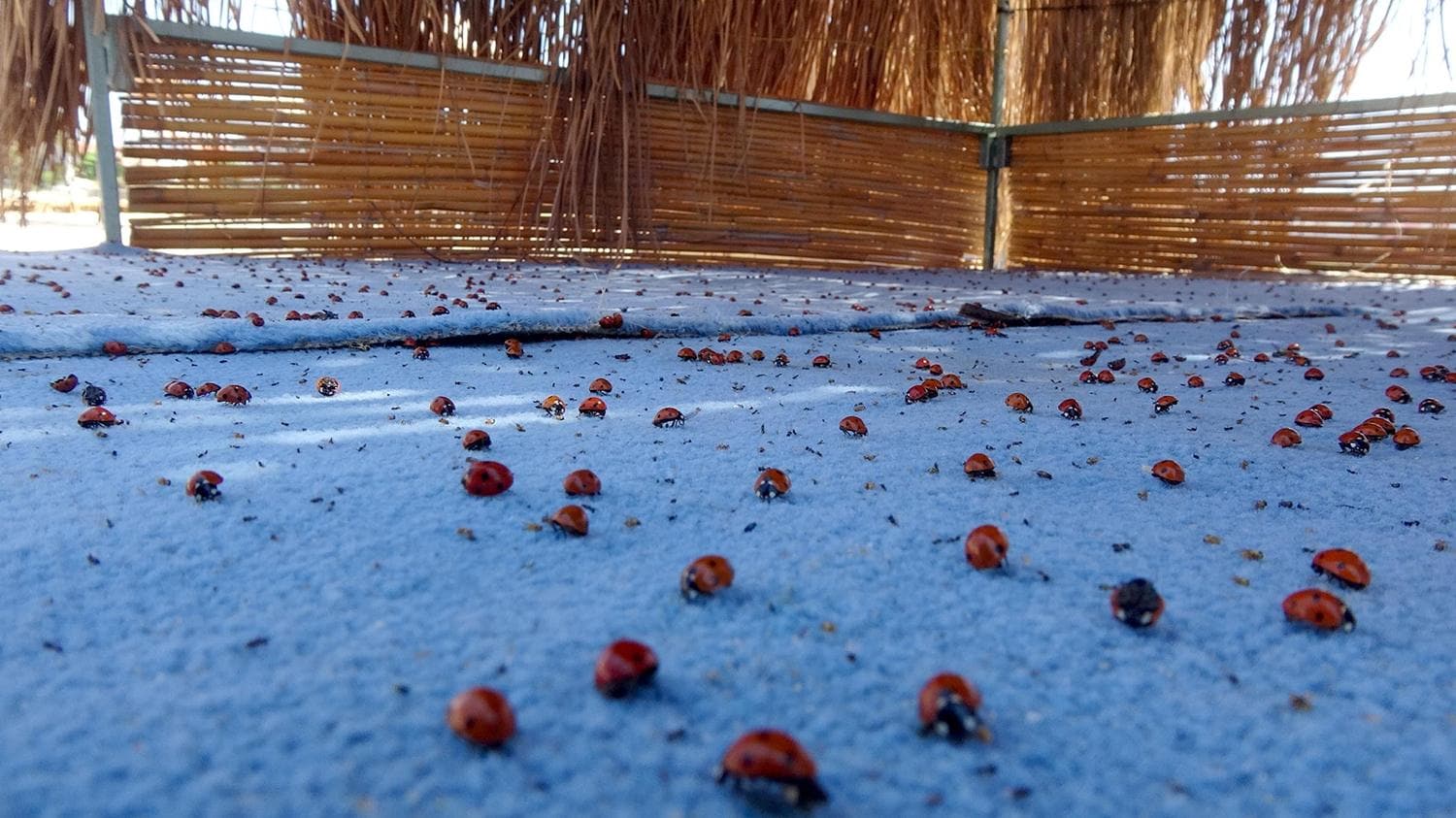 Saros K�rfezi'ni istila ettiler