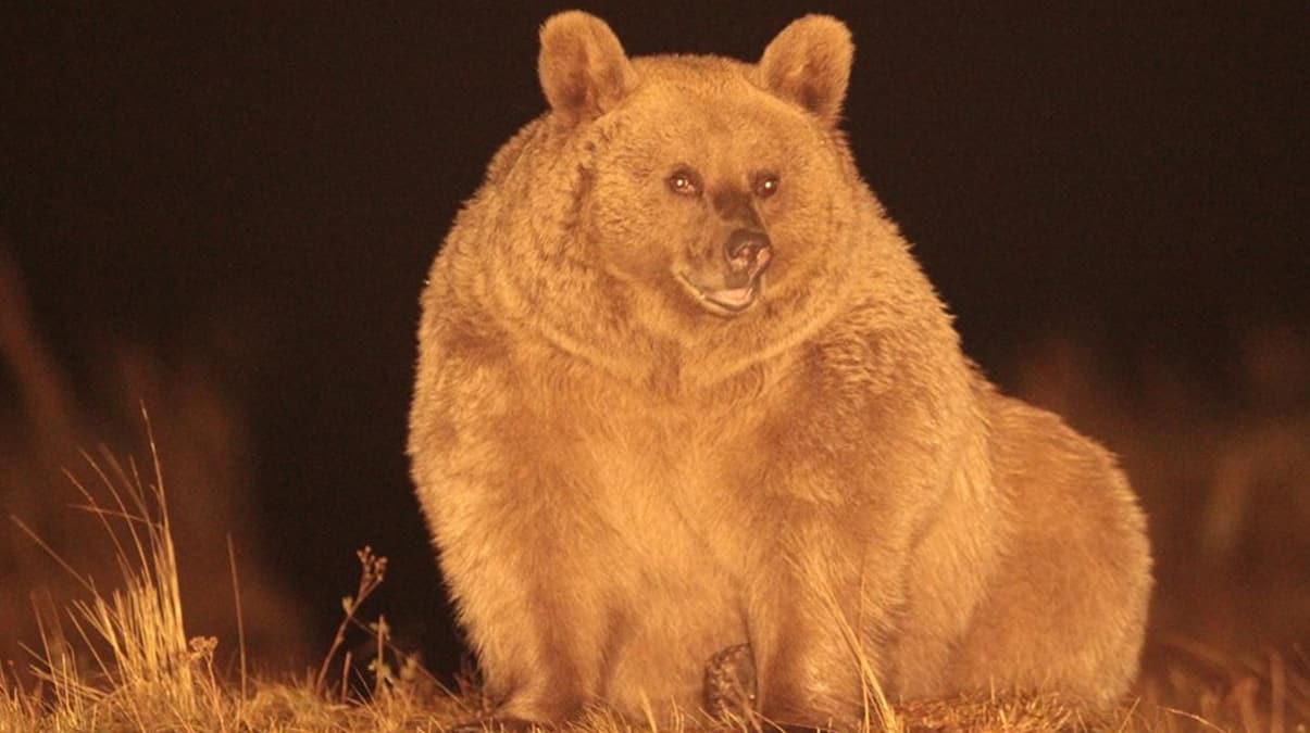 D�nyada ilk kez g�r�nt�lendi! T�rk ara�t�rmac� ispatlad�