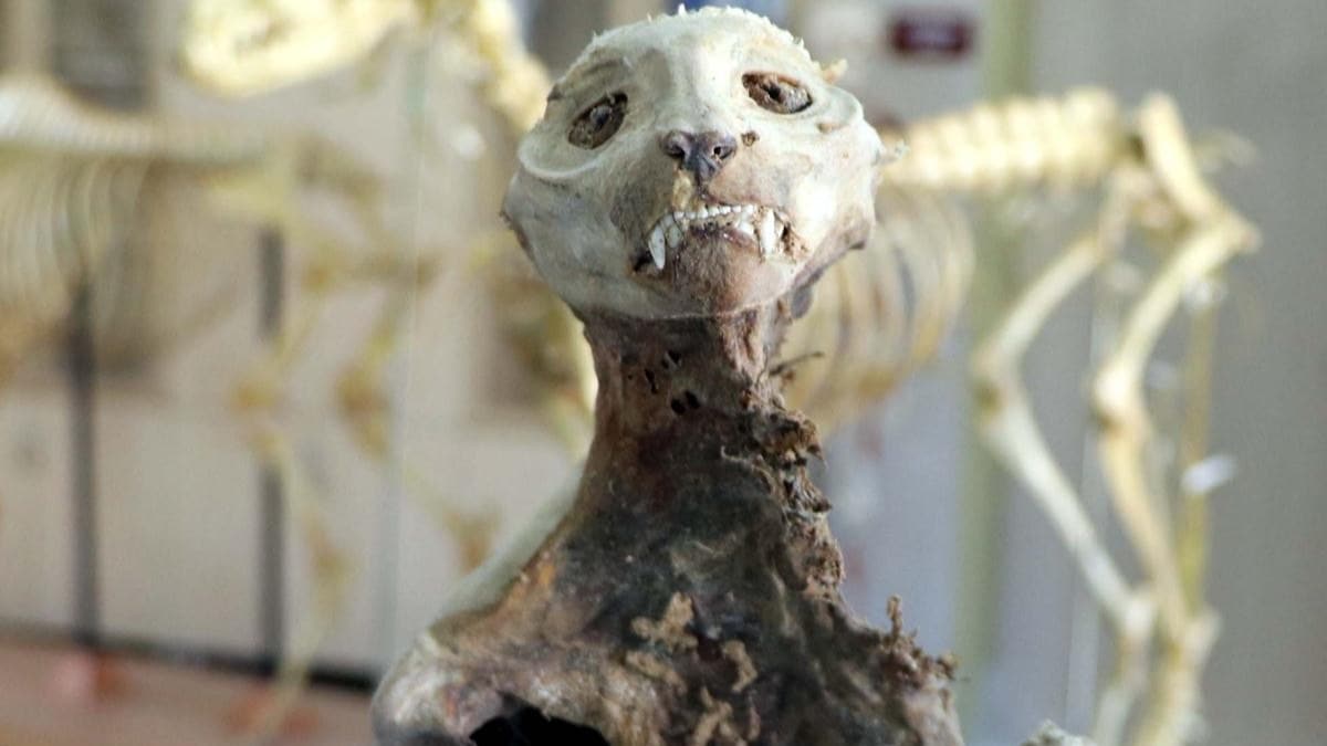 Evin bodrumunda bulunan hayvan iskeleti, sansara ait kt