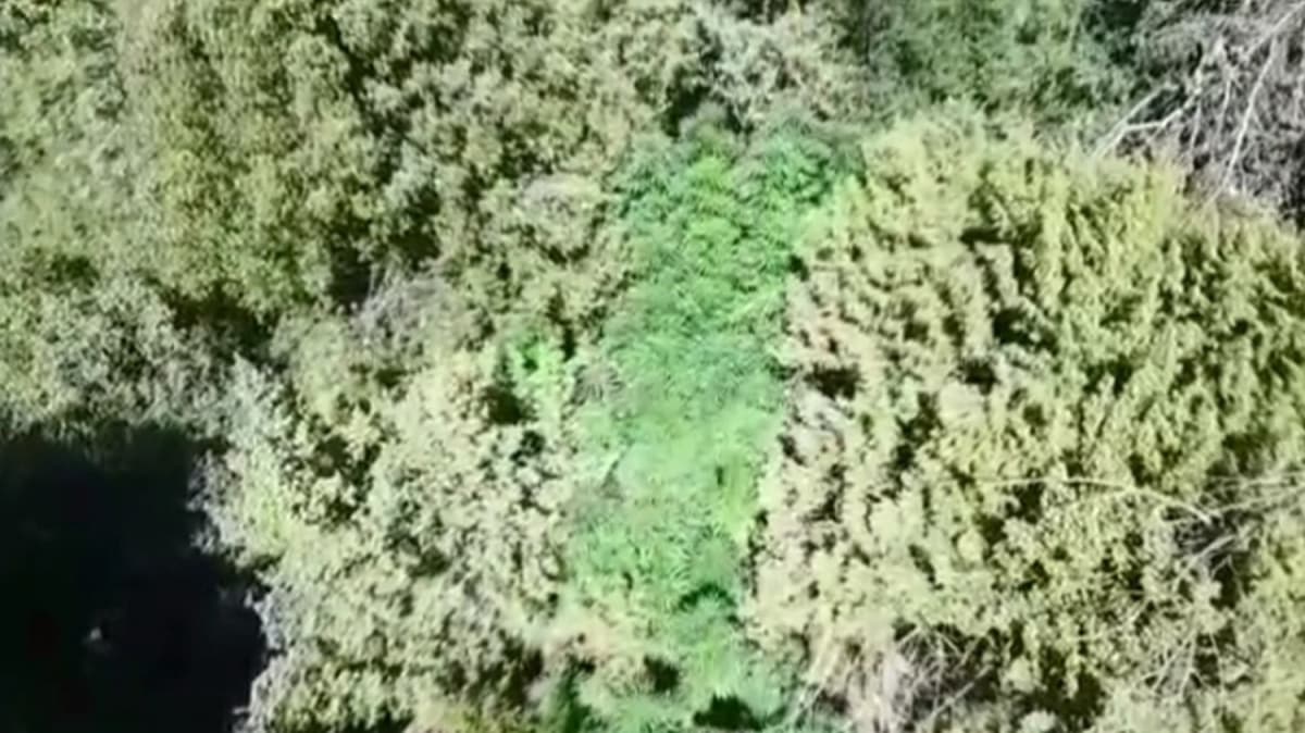 Ormanlk alana 'drone'lu kenevir operasyonu