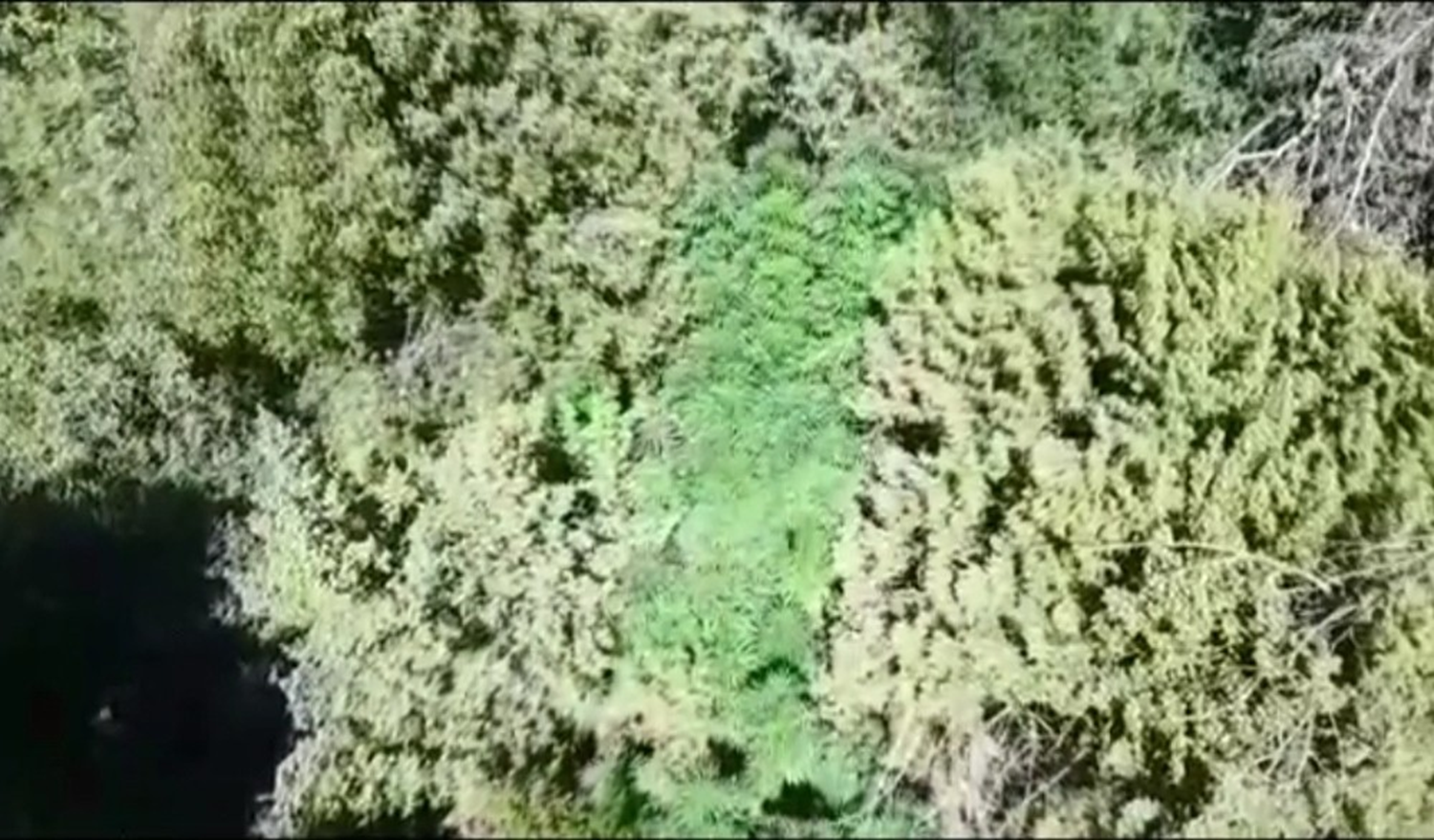Ormanl�k alana 'drone'lu kenevir operasyonu