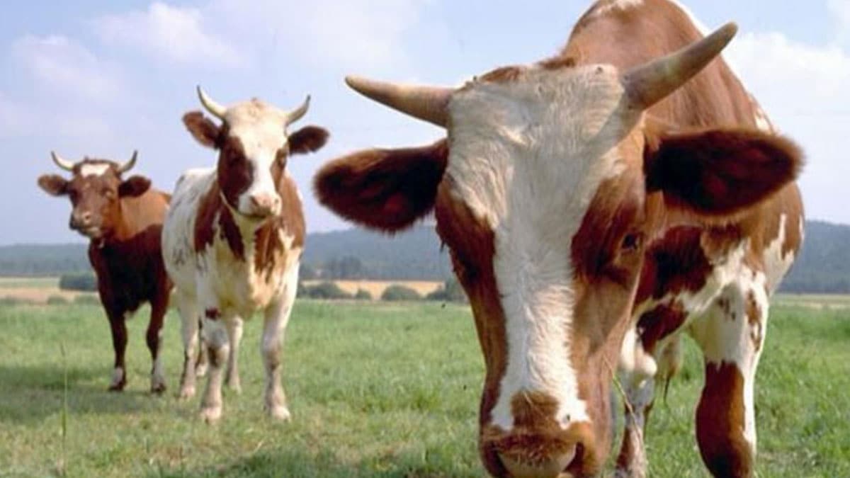 2020 kurbanl�k kilo fiyatlar� ne kadar? B�y�kba� ve k���kba� kurbanl�k fiyatlar� belli oldu!