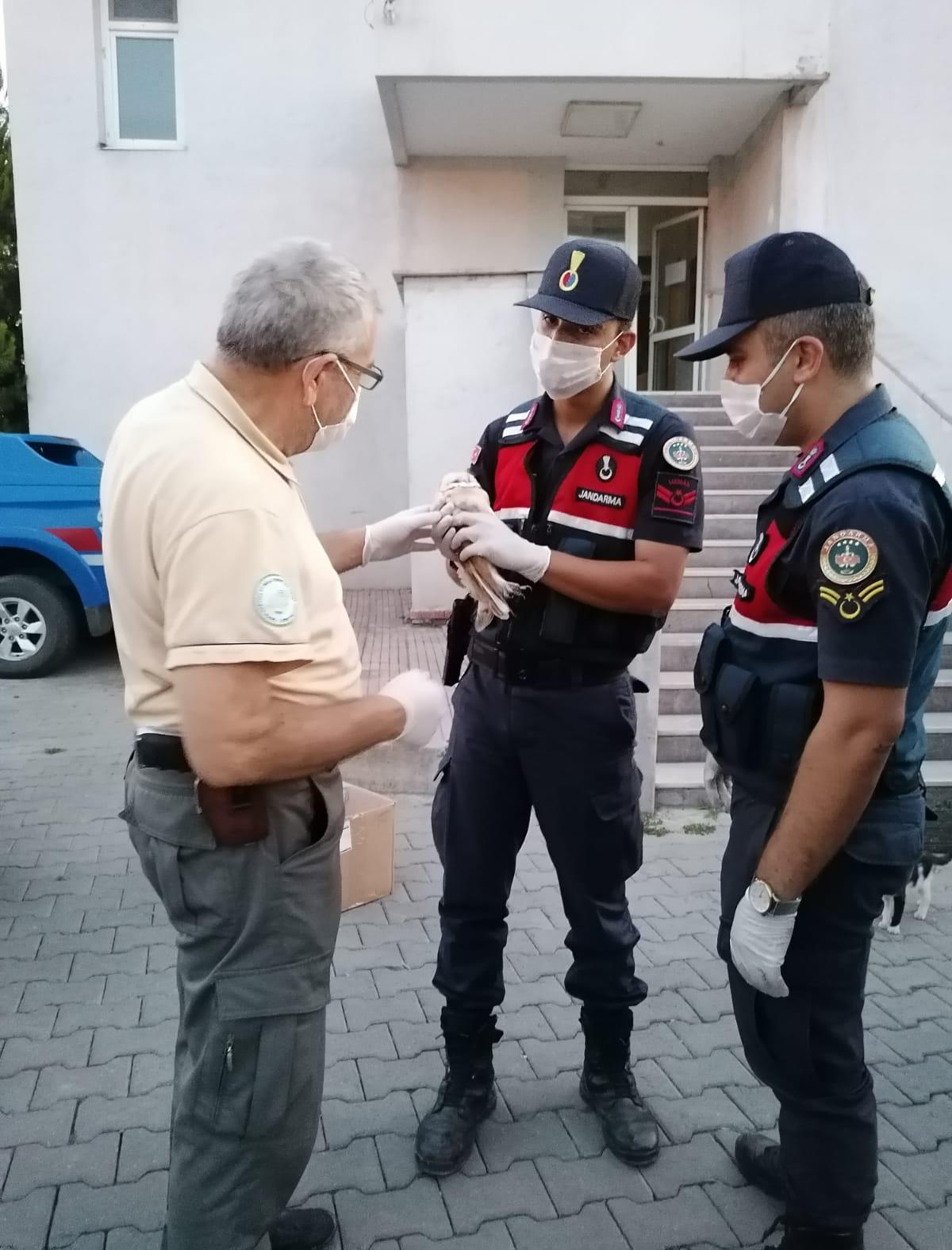 Jandarma ekipleri taraf�ndan bitkin halde bulunan pe�eli bayku� koruma alt�na al�nd�