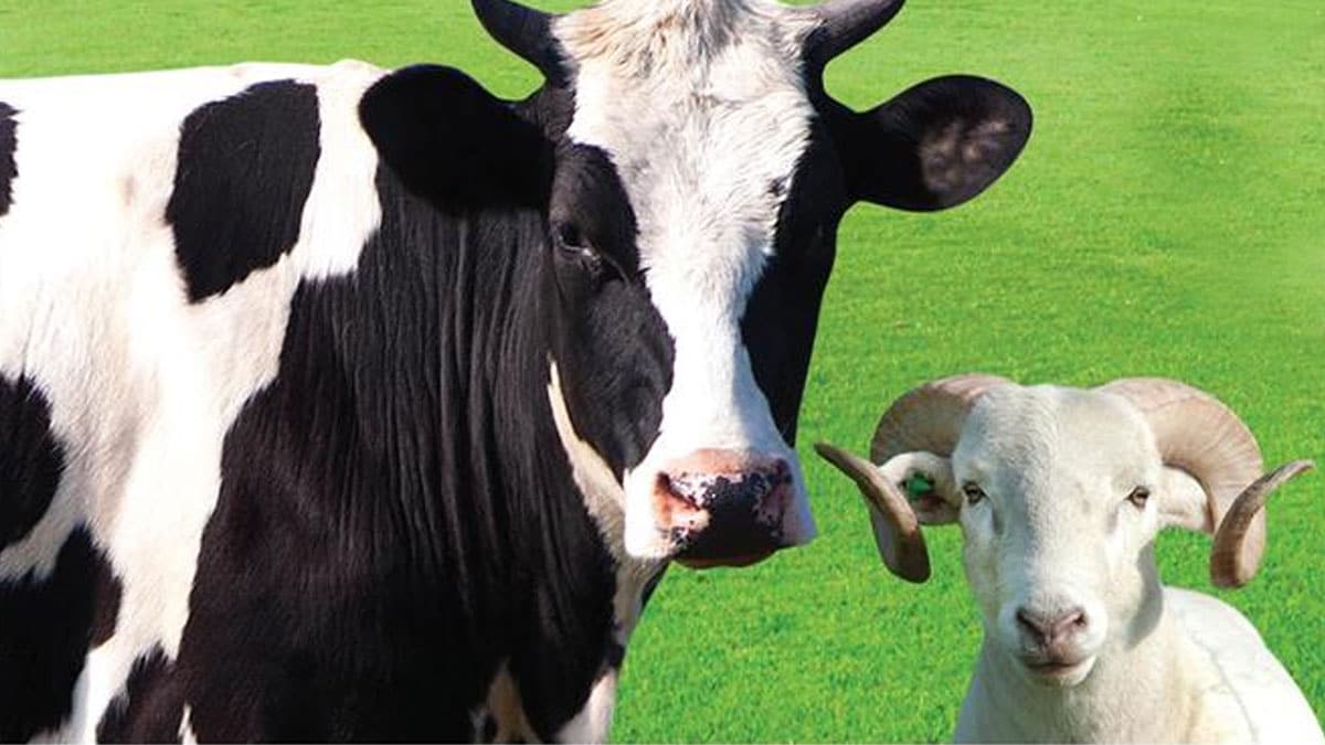 Migros kurbanl�k fiyatlar� 2020 belli oldu