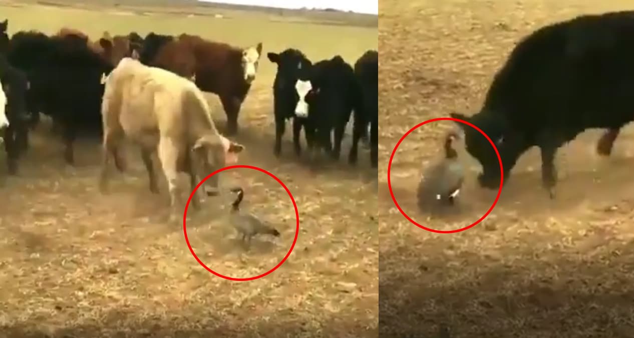 Geri ad�m atmad�! Bir kaz tek ba��na inek s�r�s�ne b�yle kafa tuttu