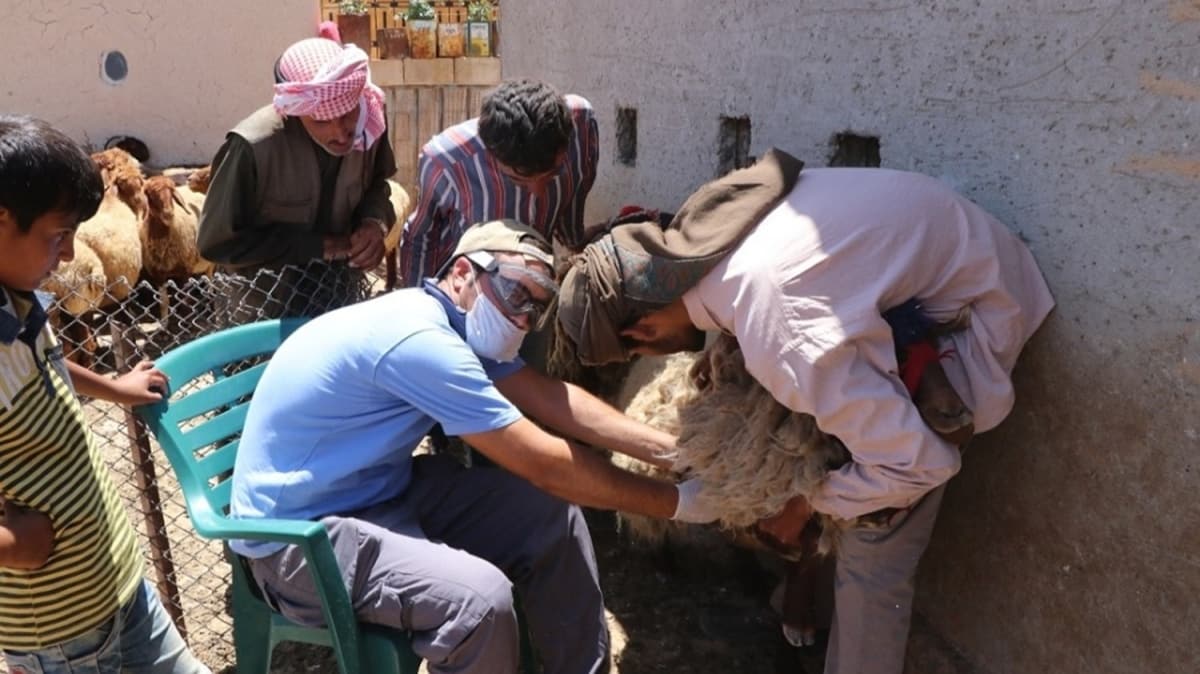 Trk veteriner Suriye'de salkl hayvanclk iin alyor 