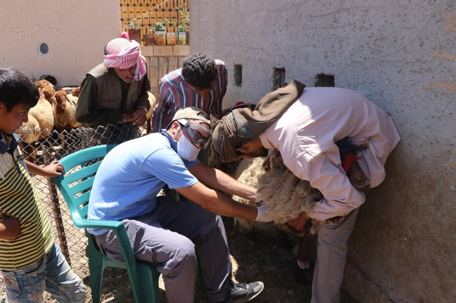 T�rk veteriner Suriye'de sa�l�kl� hayvanc�l�k i�in �al���yor