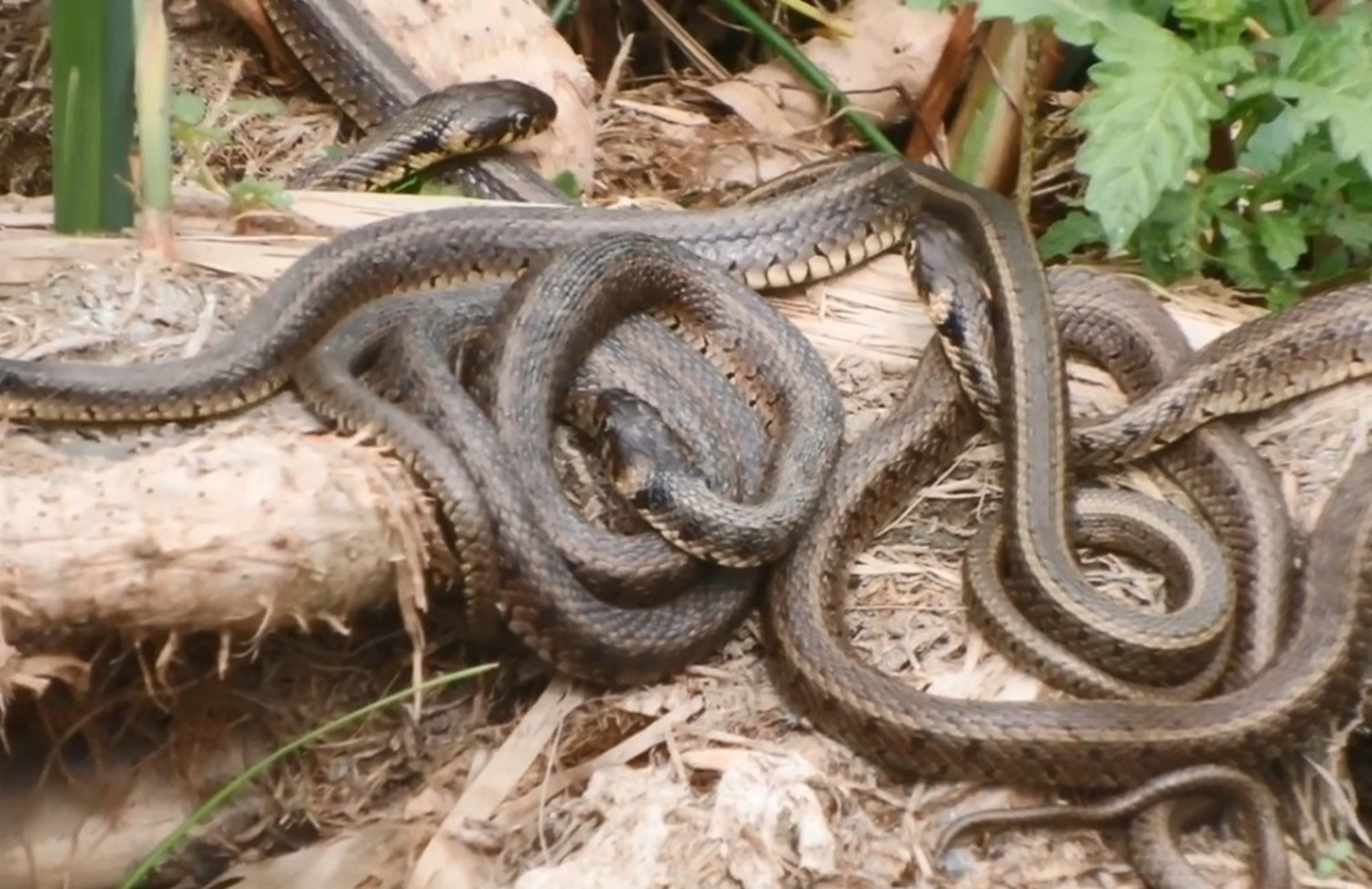 Depremin habercisi olduklar iddia edilmiti! Bu kez de Uluabat'ta ortaya ktlar...