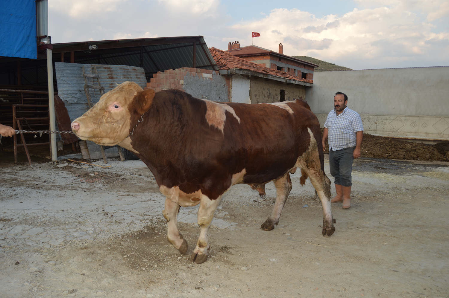 Agresif yap�s� nedeniyle pazara ��kar�lamad�! Al�c�s�n� besihanede bekliyor