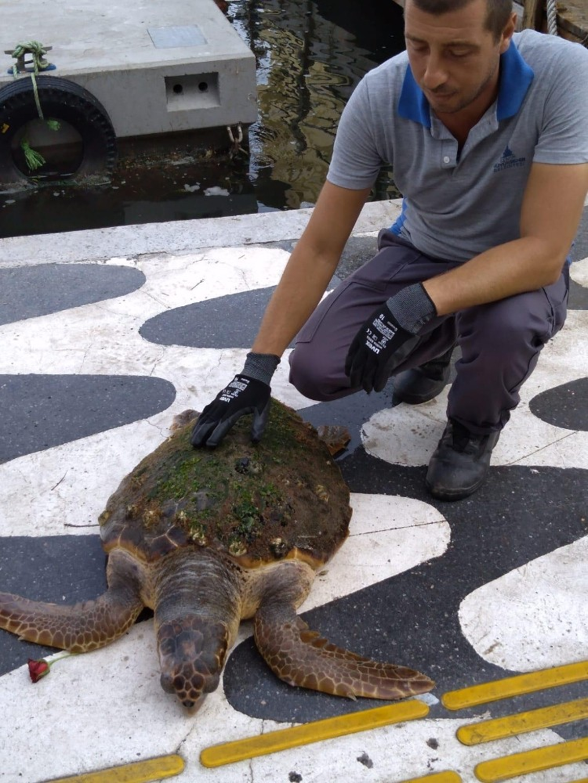 �zmir K�rfezi'nde k�y�ya vuran caretta caretta kurtar�ld�
