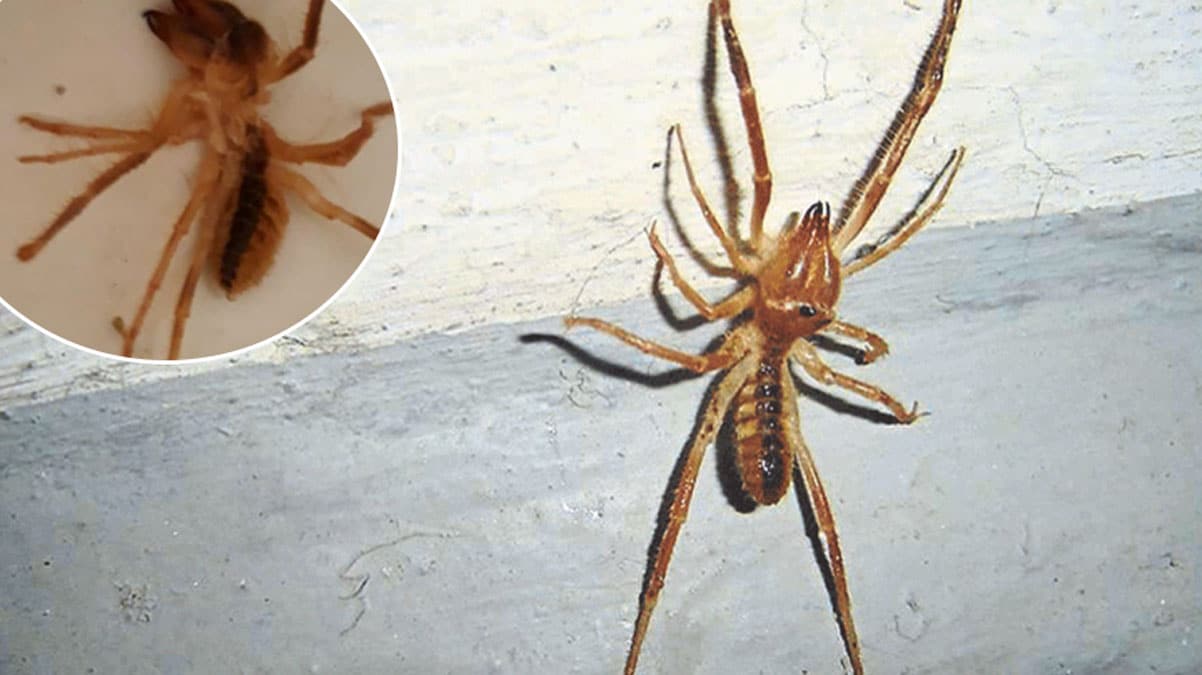 Akrepleri bile avlayabiliyor! Havalar �s�n�nca ortaya ��kt�