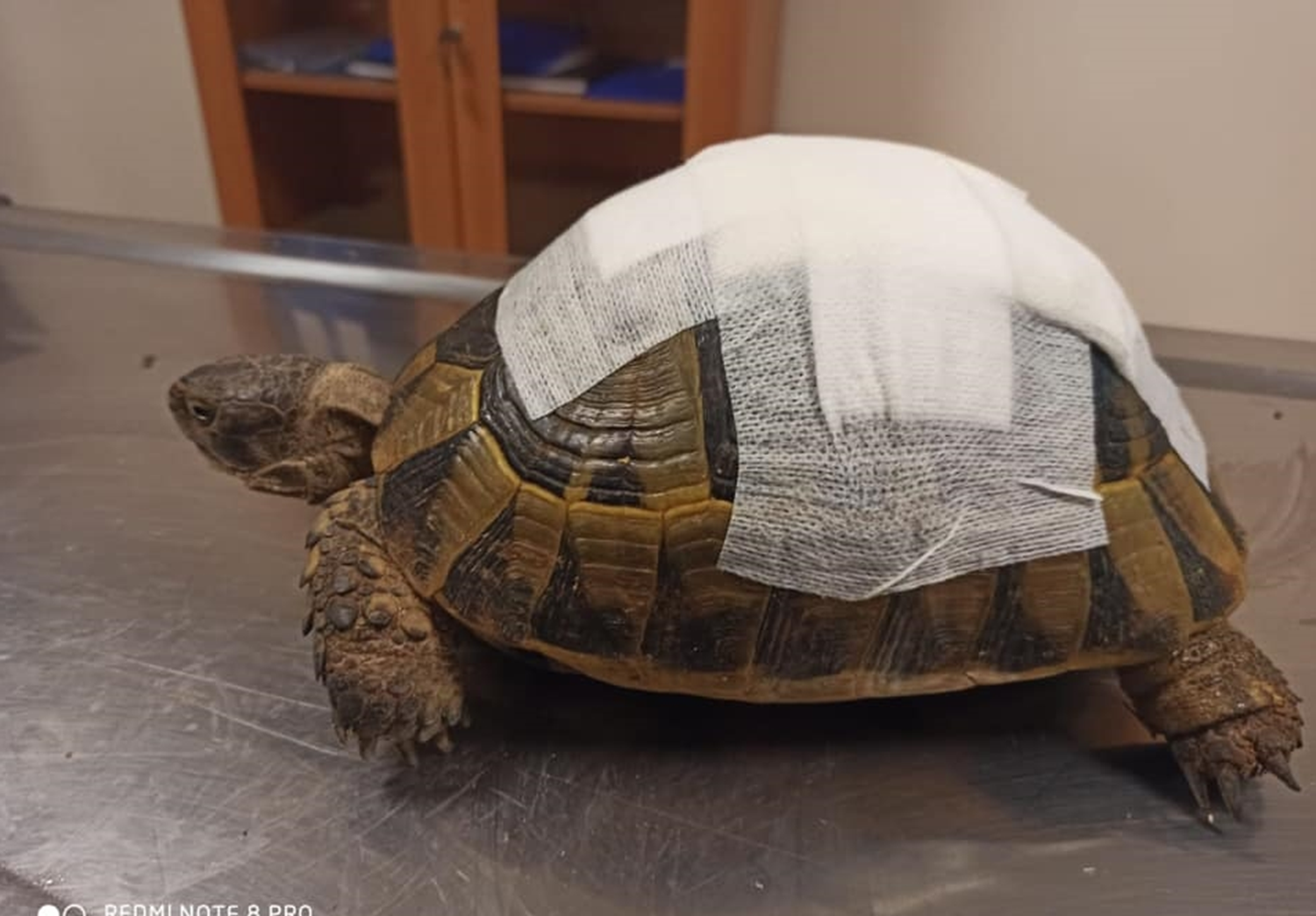 �anl�urfa'da tedavisi tamamlanan kaplumba�a do�aya b�rak�ld�