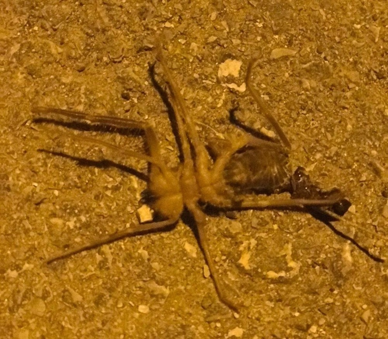 Zehri insan �ld�rebilir! Bir metreye kadar z�playabiliyor...