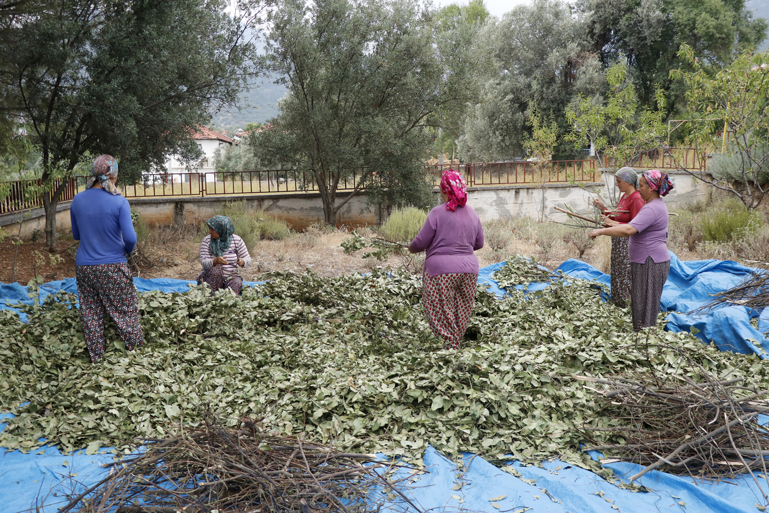 Mu�la'da t�bbi ve aromatik bitkiler gelir kayna�� olacak