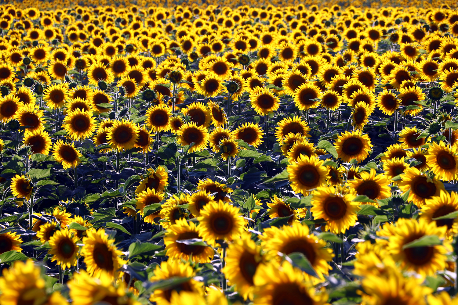 'Sar� gelinler'den g�rsel ��len! G�renler hayran kal�yor