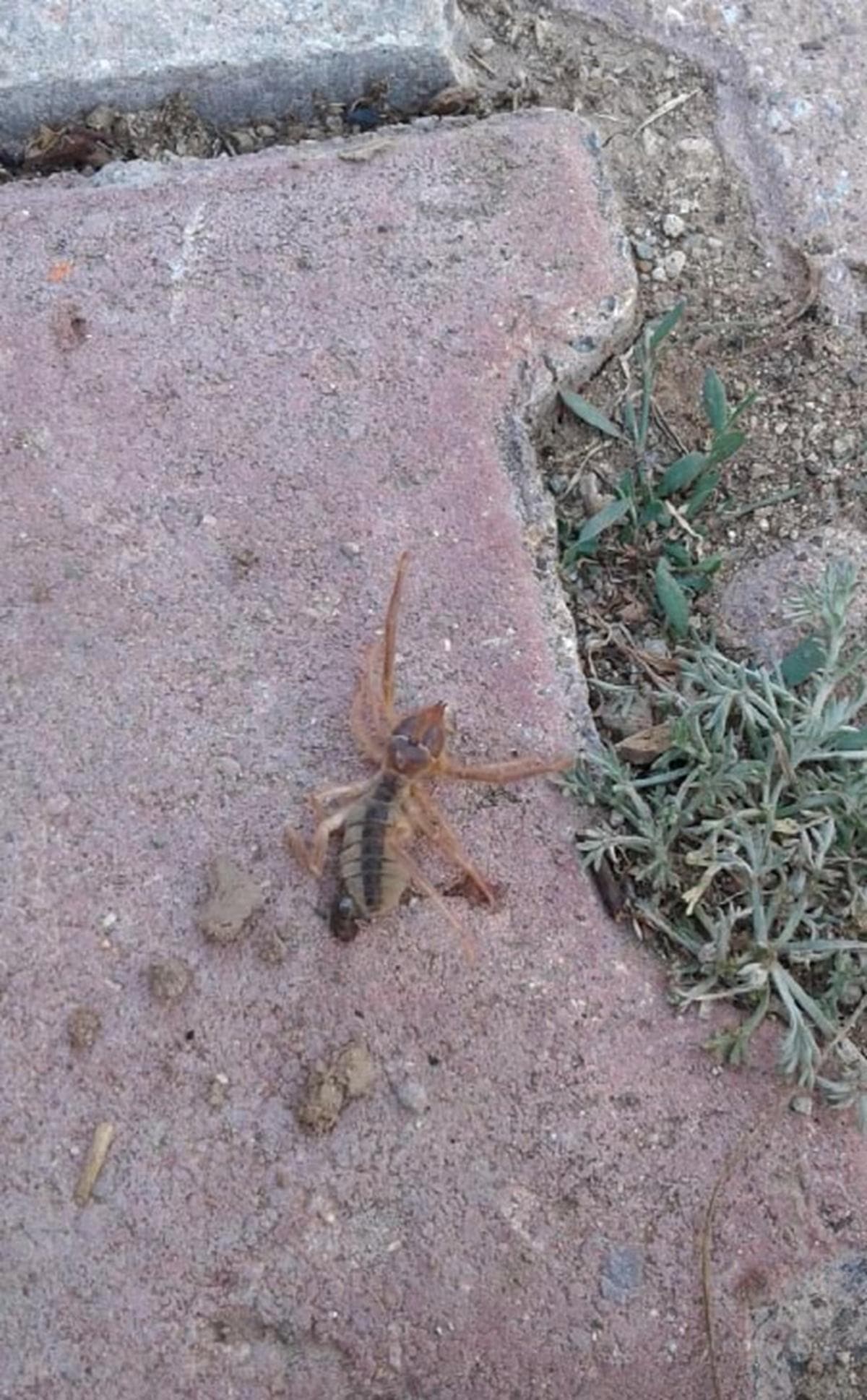 Akrep yiyebiliyor! Kayseri'de 'sar�k�z' pani�i