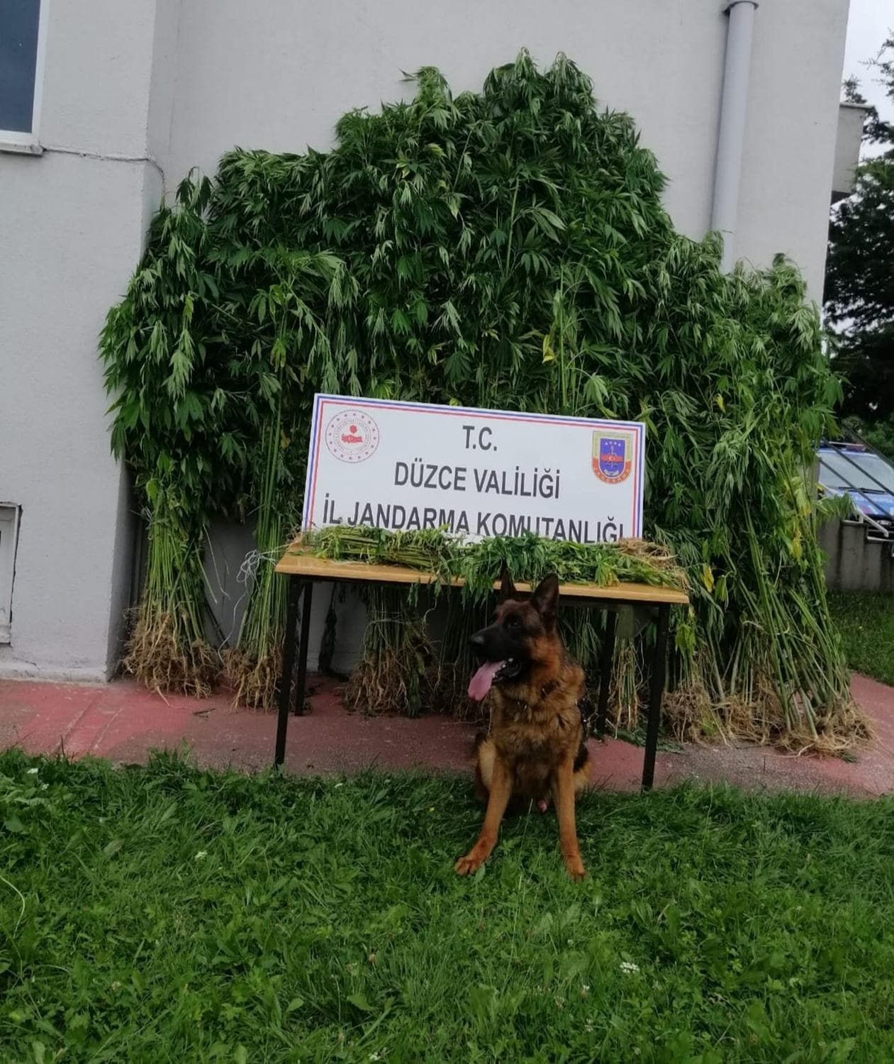 Kiralad�klar� tarlay� uyu�turucu seras�na �evirdiler
