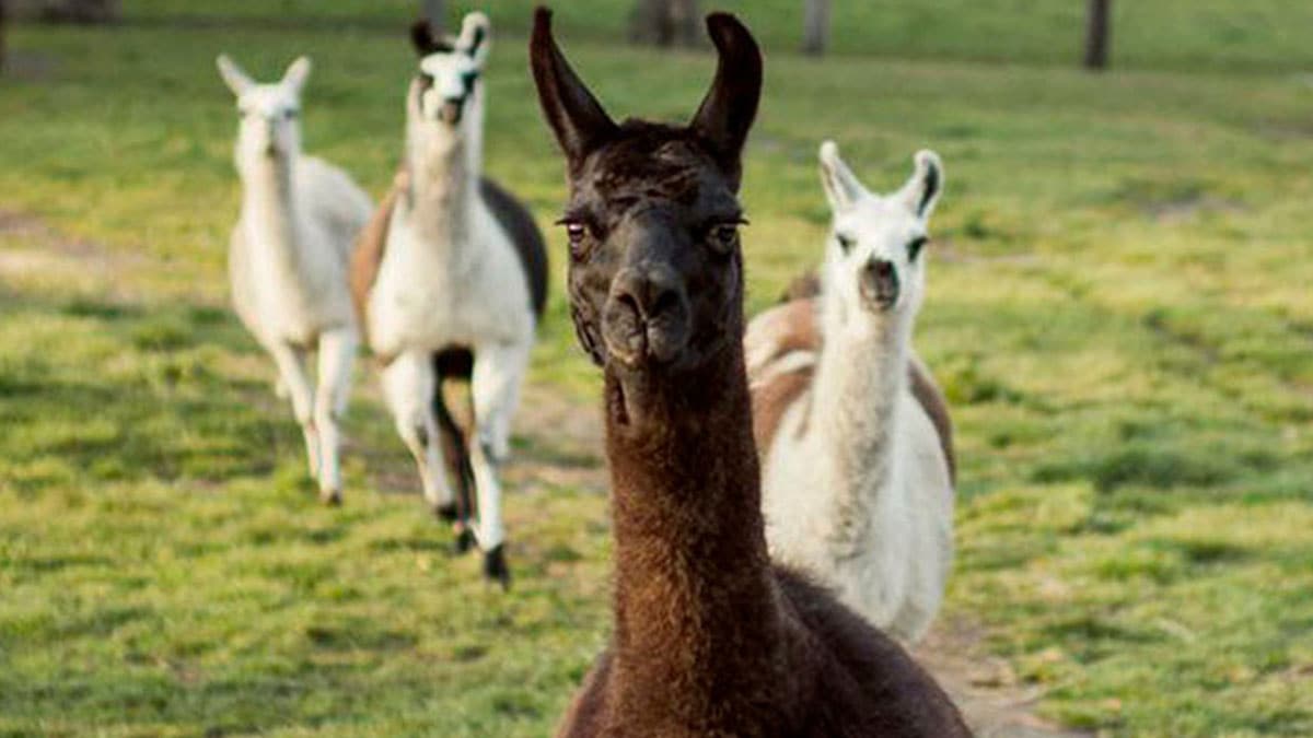 Laboratuvar ortam�nda test edildi: Kovid-19'u etkisizle�tirdi