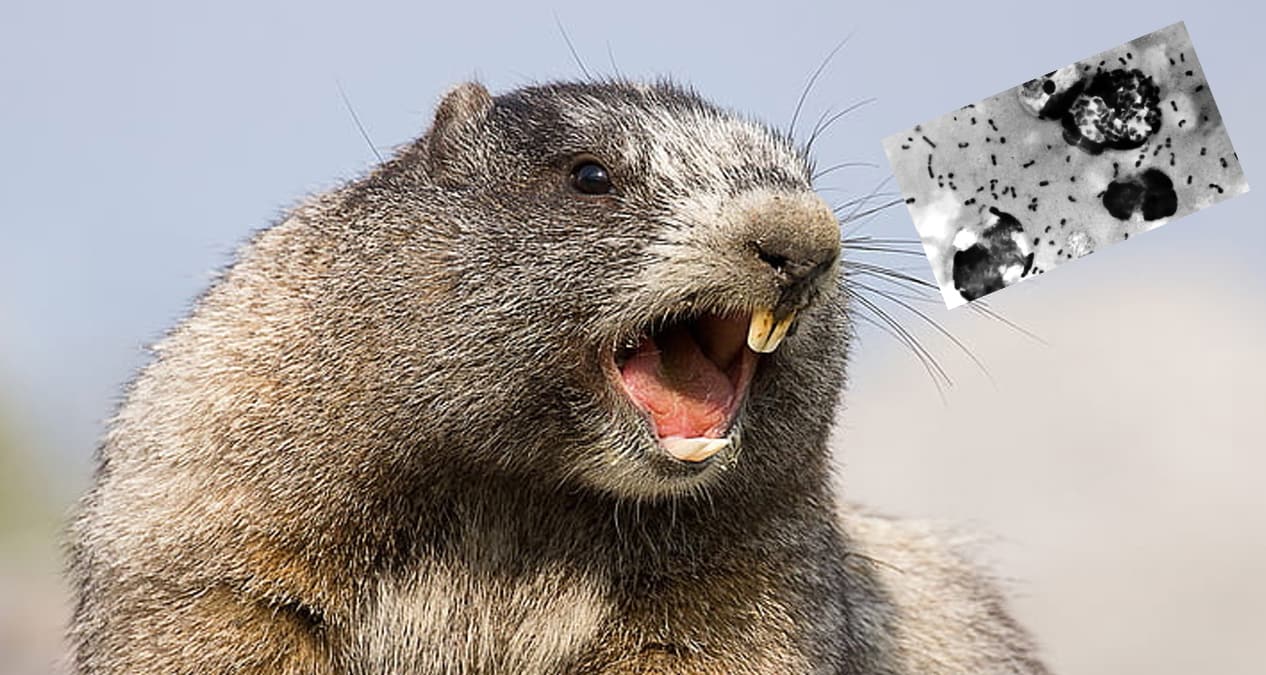 Kovid-19'la mcadele srerken hyarckl veba can ald! 'Birka gn nce yemi'