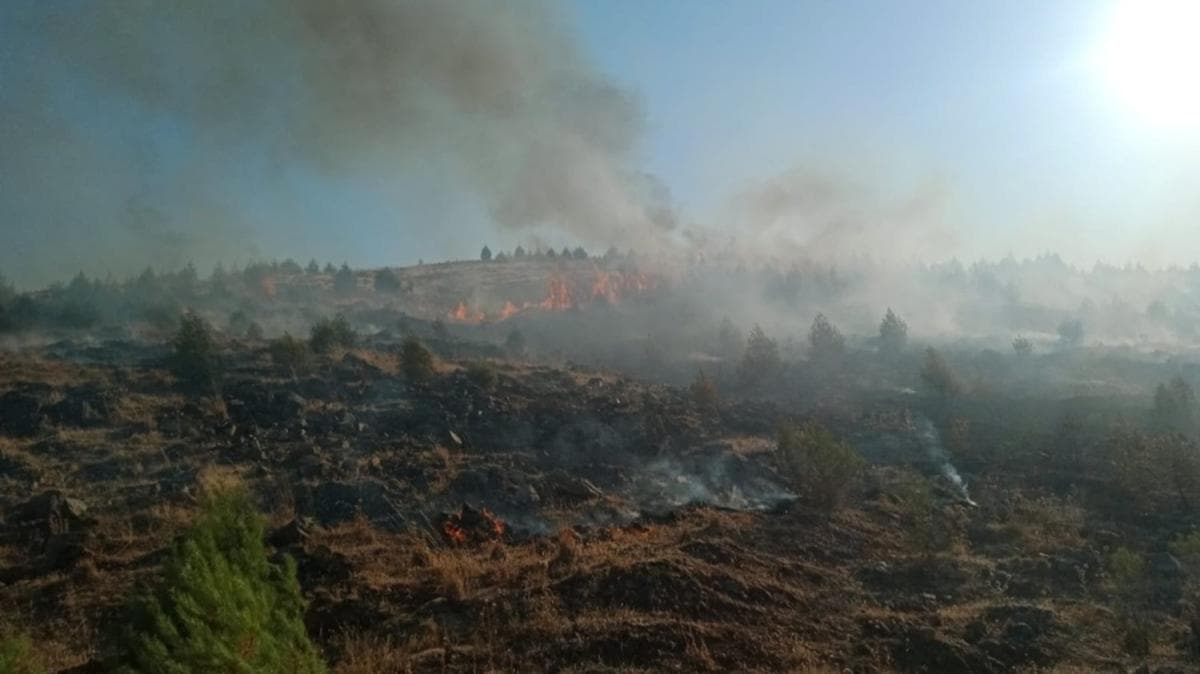 Gaziantep'te orman yangnnda 2 hektarlk alan zarar grd