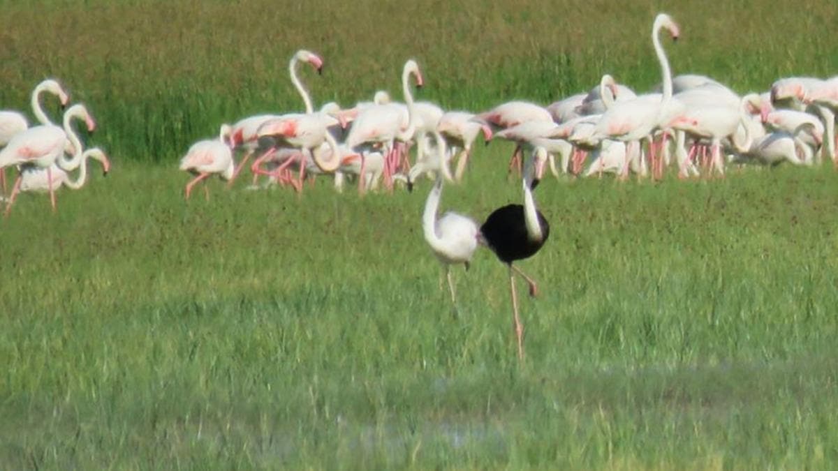Sultan Sazl'nda siyah flamingo grld 