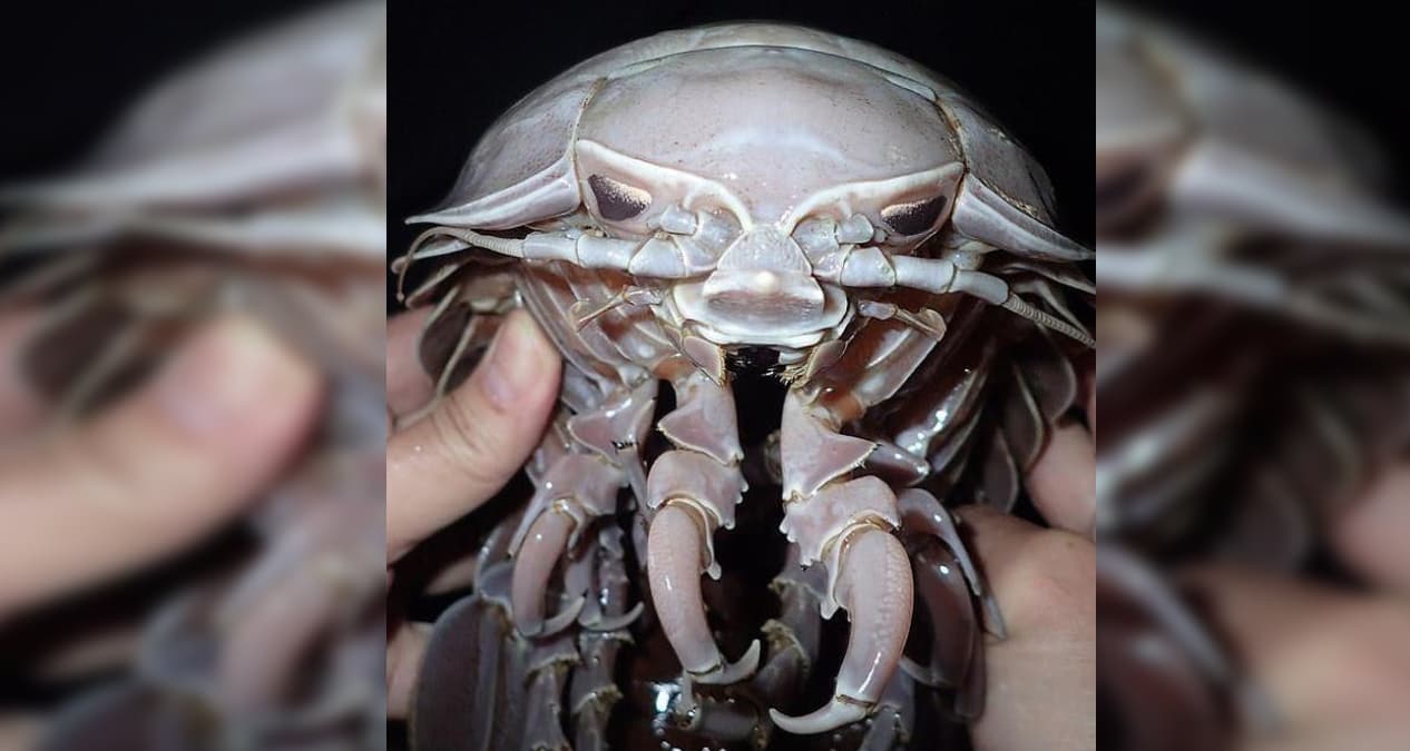 Deniz ara�t�rmalar�nda ke�fedilen ilgin� yarat�k, bak�n hangi �nl� karaktere benzetildi