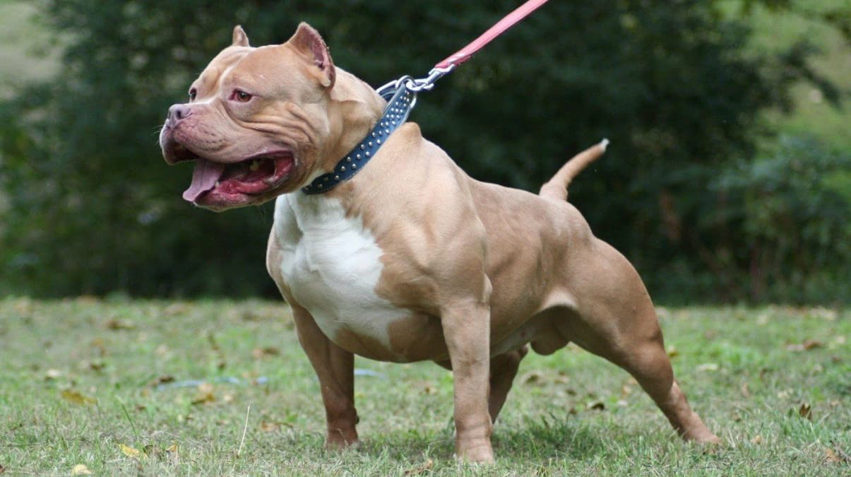 Pitbull  �ocu�a deh�eti ya�att�: Beni orada b�raksalar yiyecekti