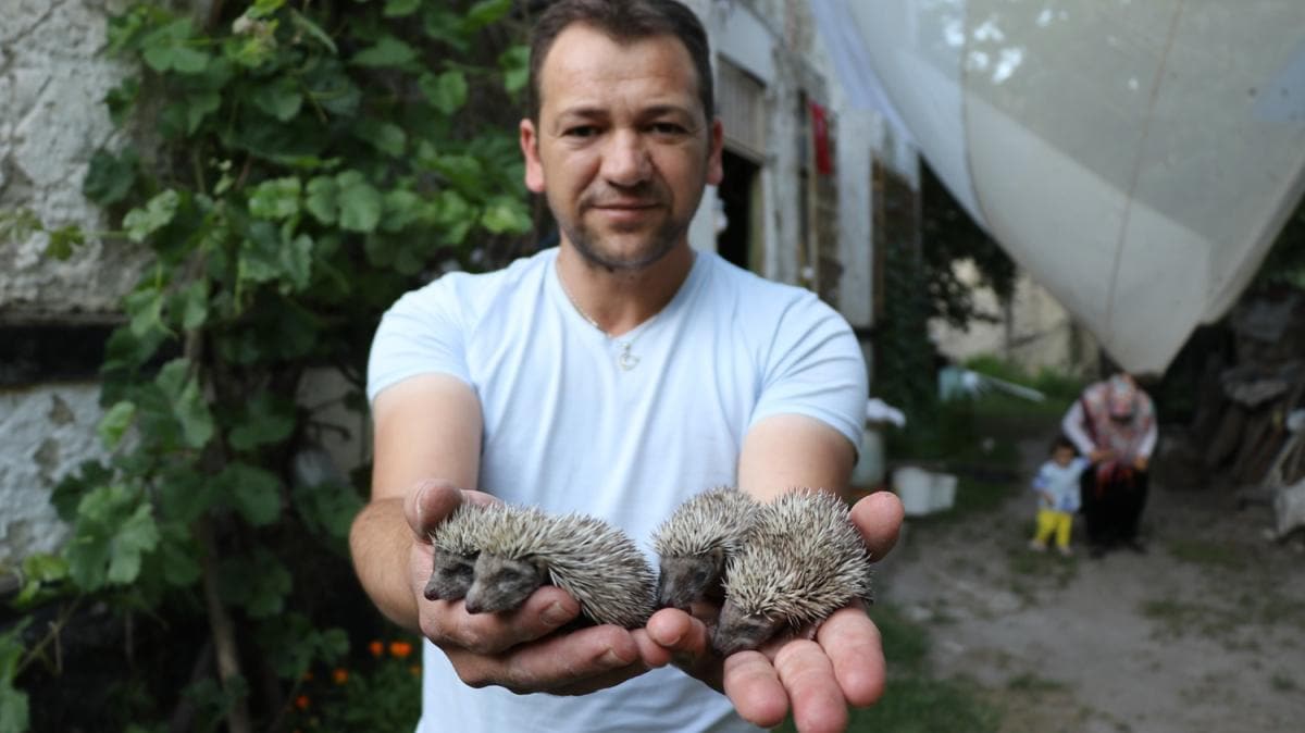 Anneleri len kirpi yavrularn biberonla besliyor