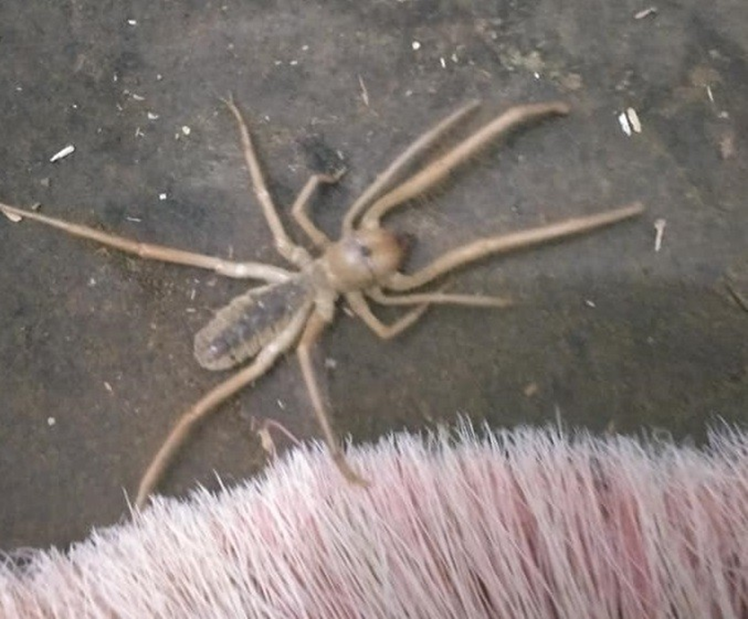 Eti s�v� k�vama getiren bir zehir salg�l�yor! Bing�l'de 'Sar�k�z' pani�i