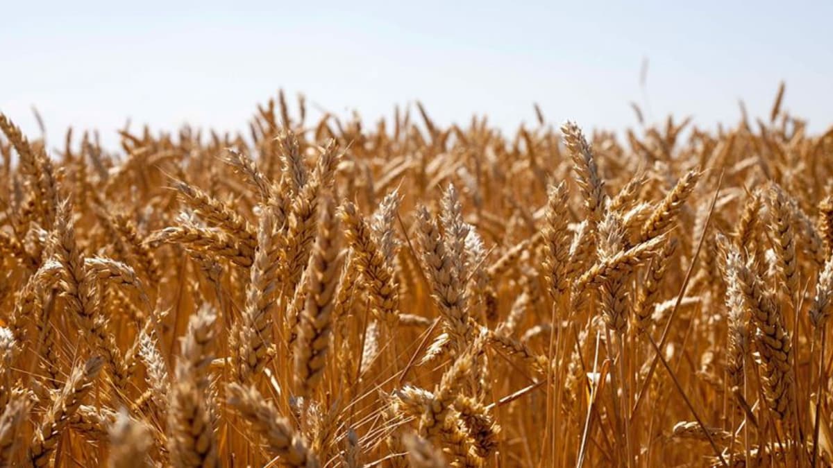 �lk hasat �orum'da yap�lacak! Yerli ve milli tohum 'H�seyinbey' �ift�iyi kalk�nd�racak