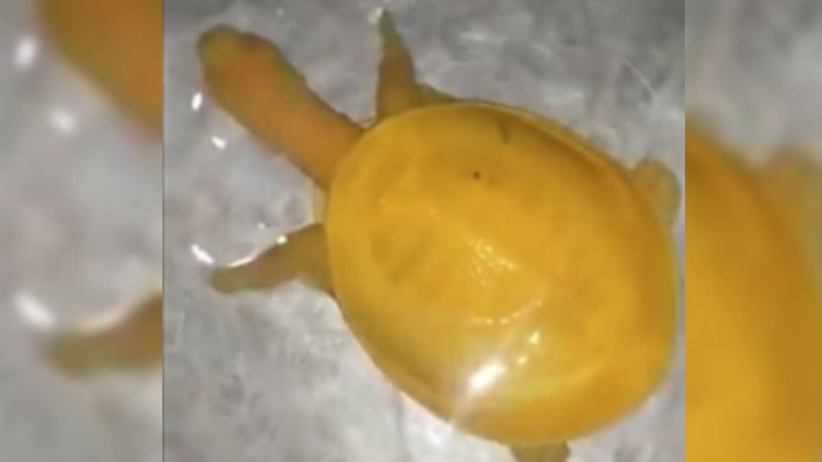 G�renler hayrete d��t�! ��te e�siz hayvan�n g�r�nt�leri