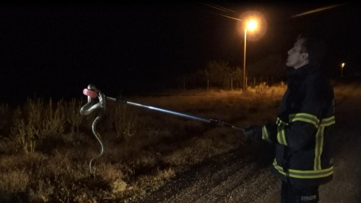 Srcnn yolda fark edip ezmek istemedii ylan aracn iine girdi 