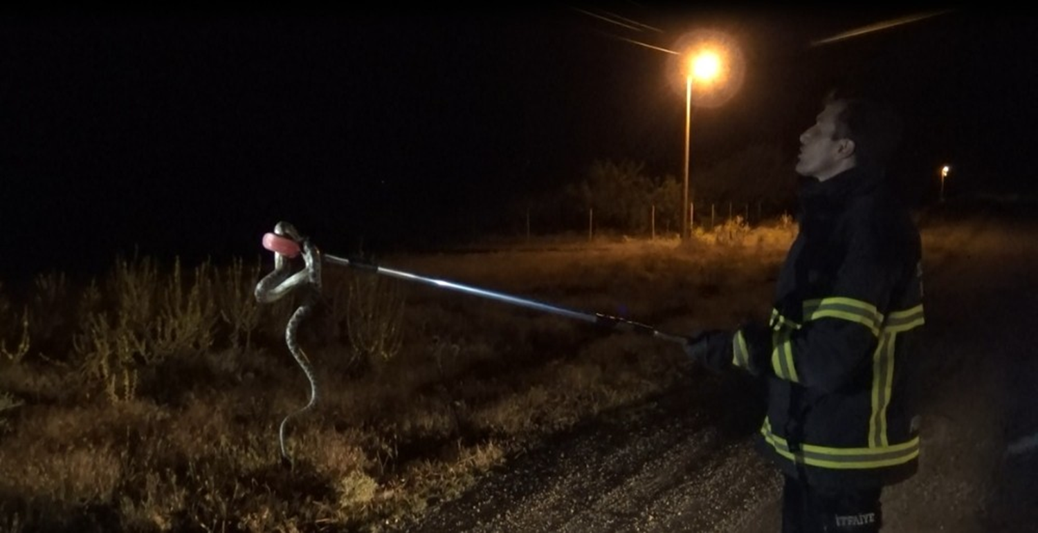 S�r�c�n�n yolda fark edip ezmek istemedi�i y�lan arac�n i�ine girdi