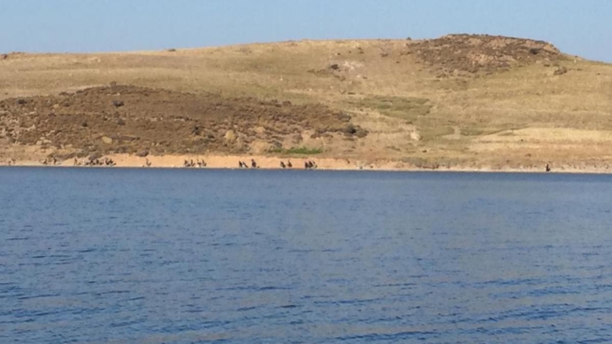 Balkesir aklarndaki plak Ada'da mahsur kalan onlarca snmac kurtarld 