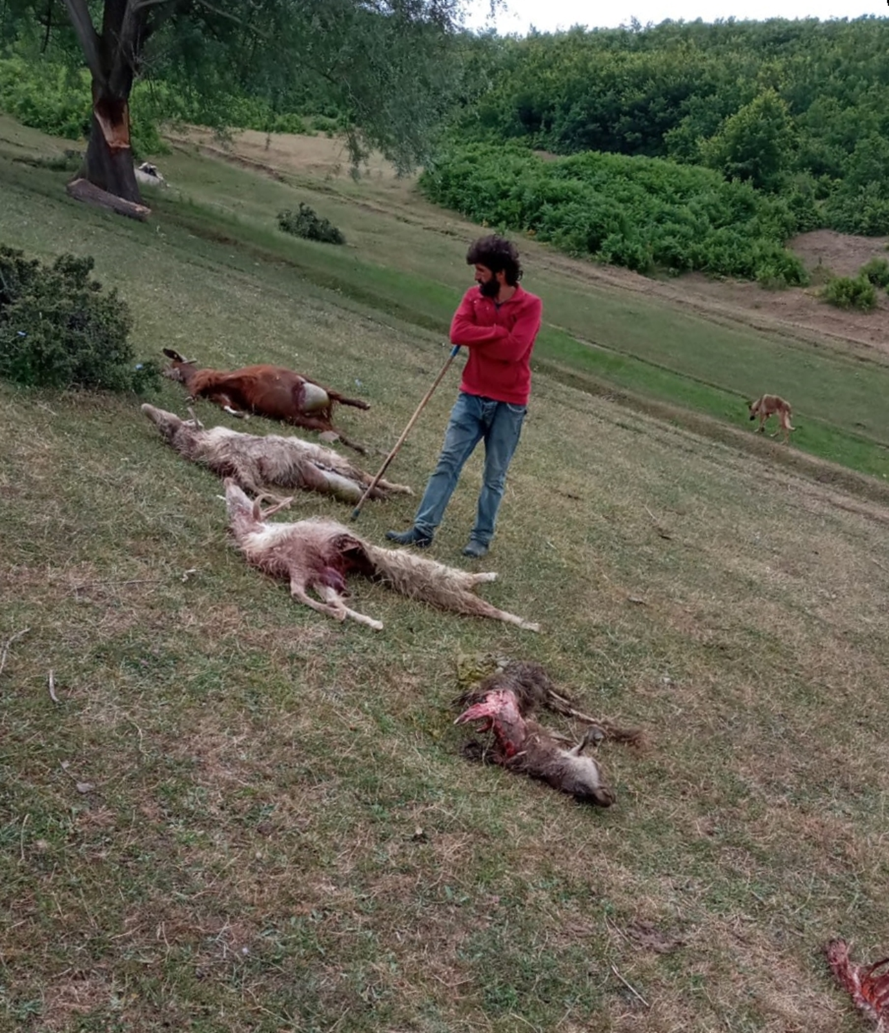 S�r�ye dalan kurt, 15 hayvan� telef