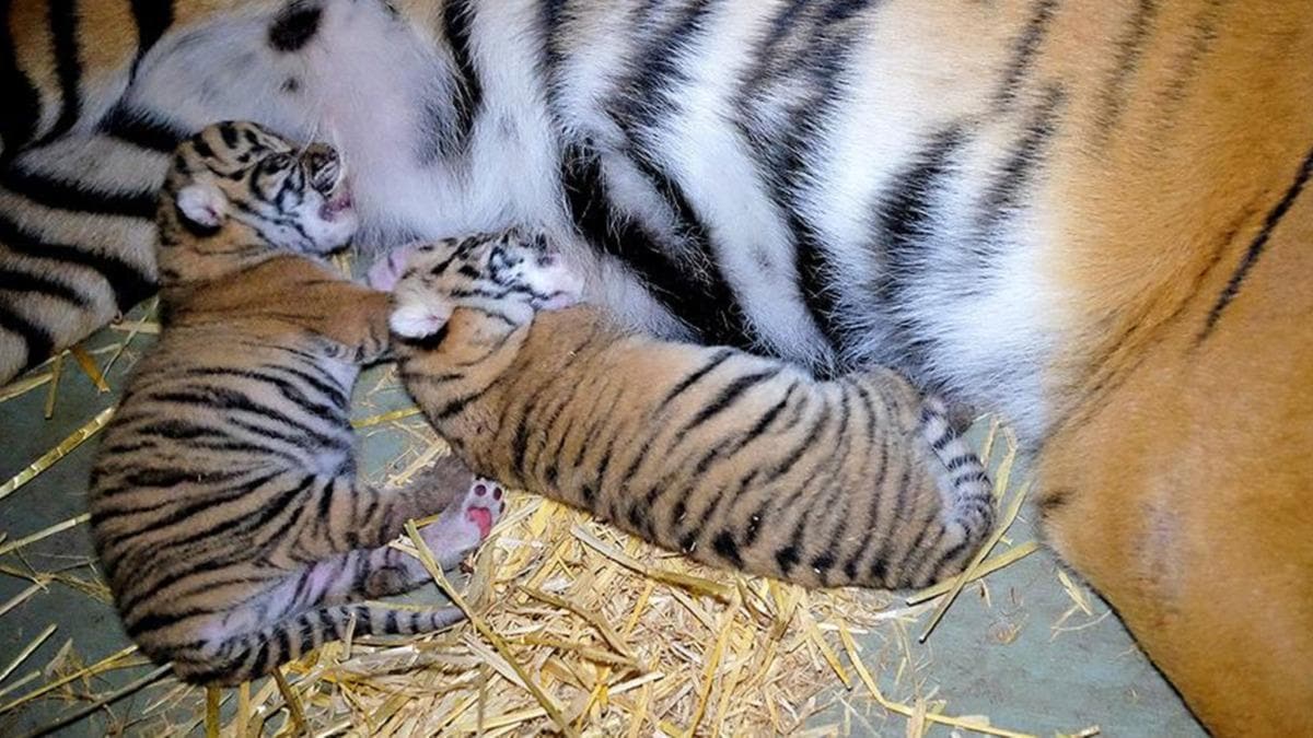 Polonya'da nesli tkenmekte olan Sumatra kaplan dnyaya geldi 