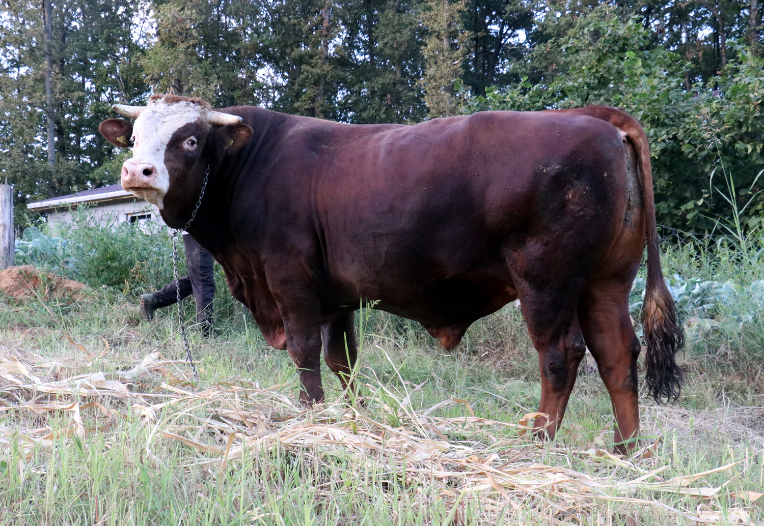 1 ton 800 kilograml�k bo�a 50 bin liradan sat��a ��kar�ld�