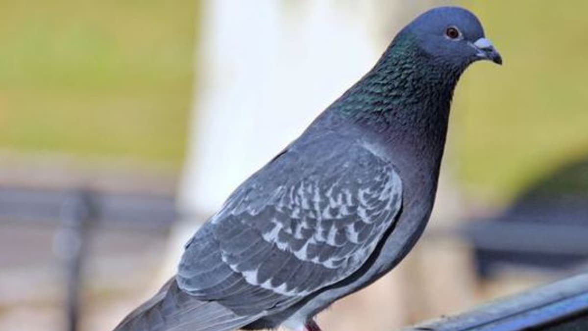 Bilim d�nyas�n� hayrete d���ren ke�if: Dev g�vercin...