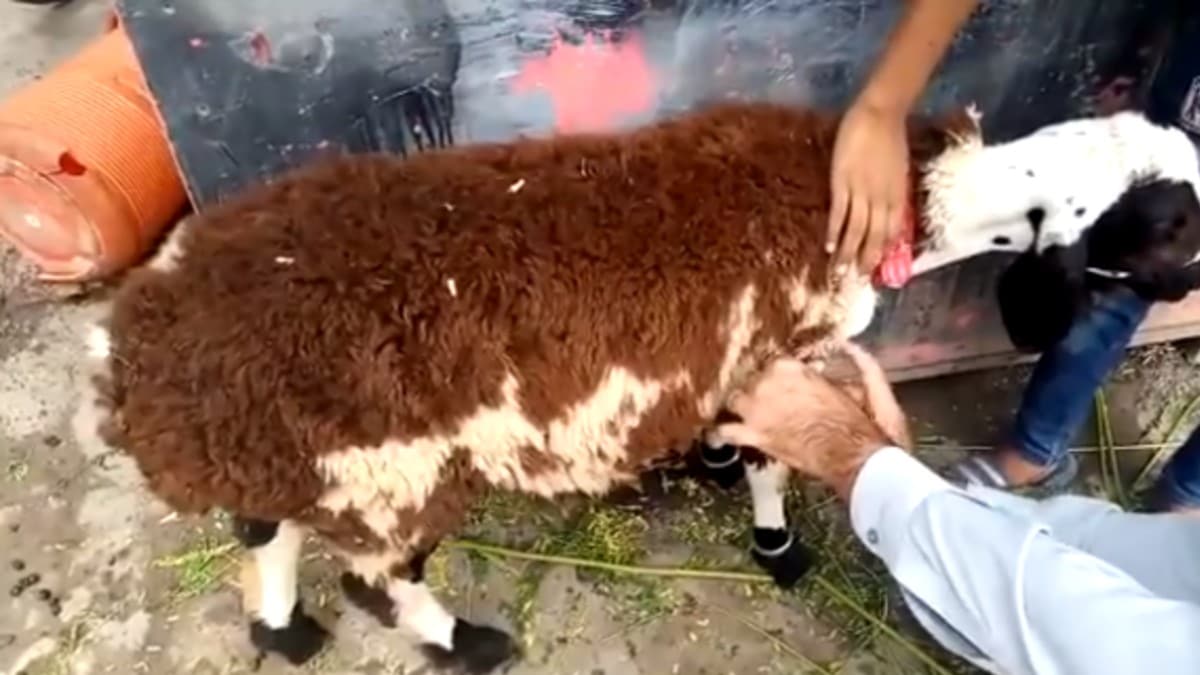 Byle 'kurban' dolandrcl grlmedi! Hayvan resmen giydirmiler