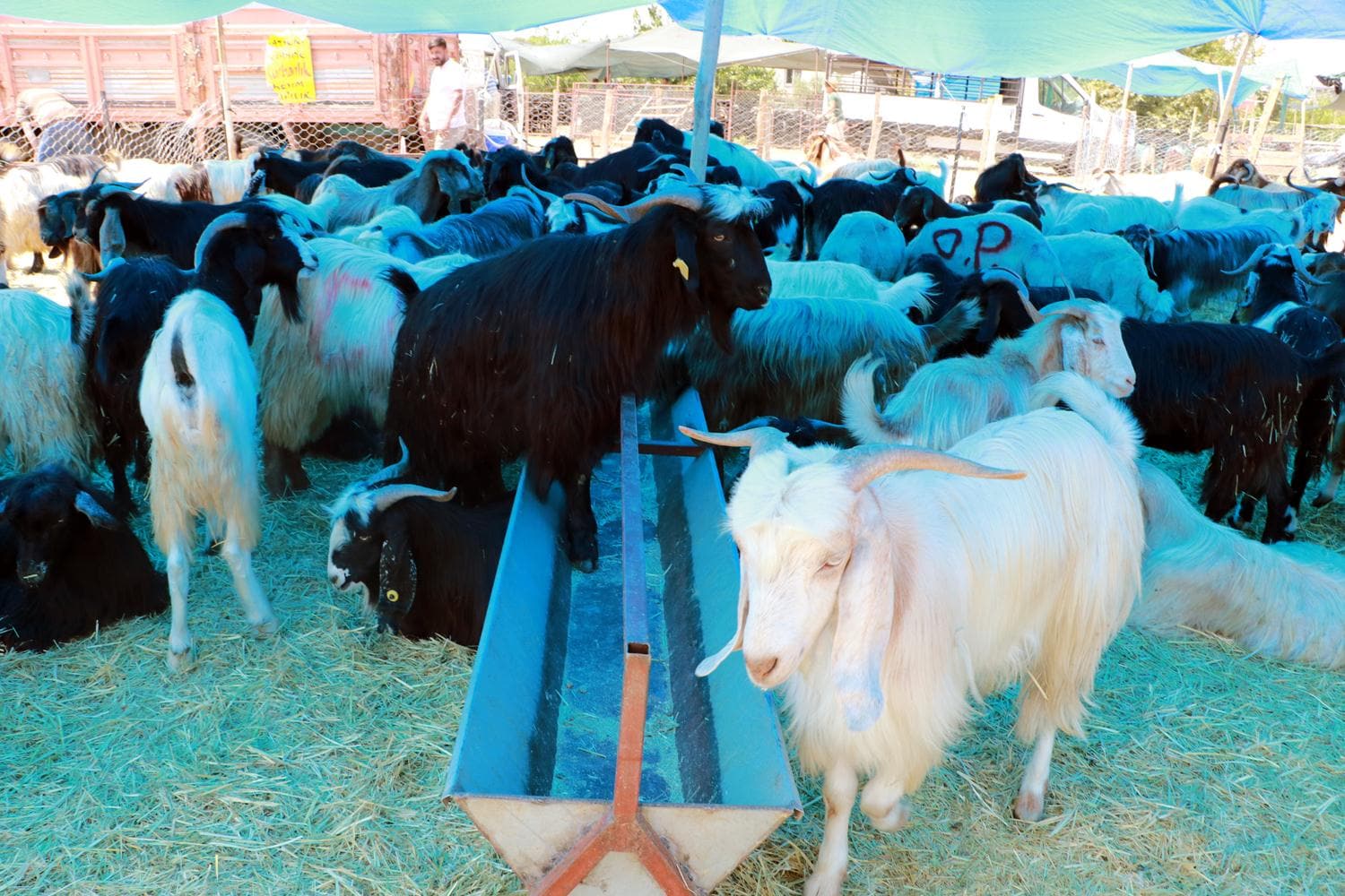 'Veteriner hekim kontrol�nden ge�mi� kurbanl�klar� tercih edin'