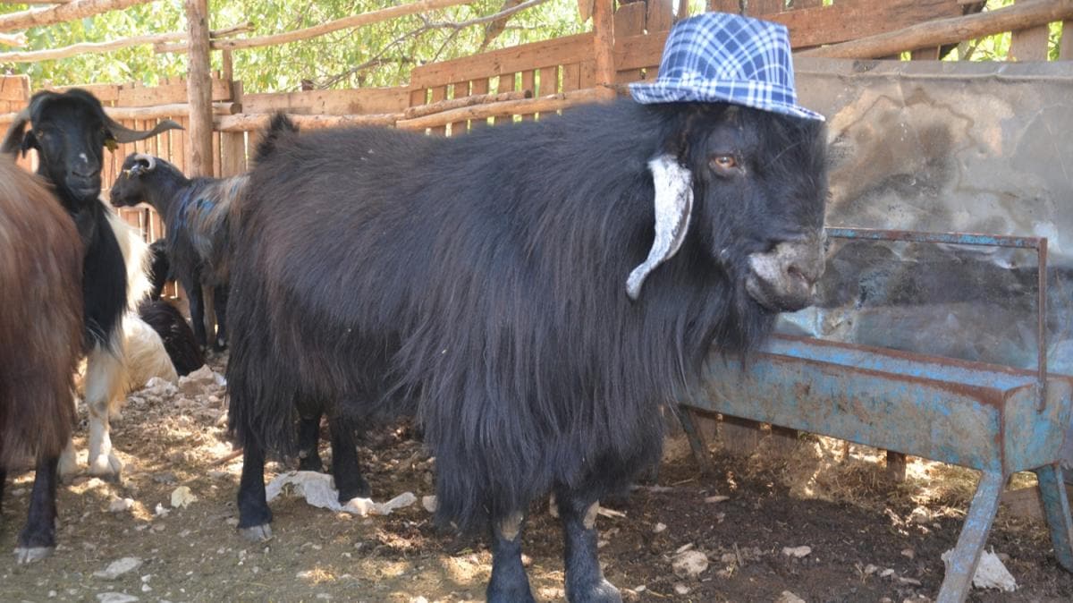 Kahramanmara'ta 2 ylda bytlen 120 kilogramlk kei alcsn bekliyor 