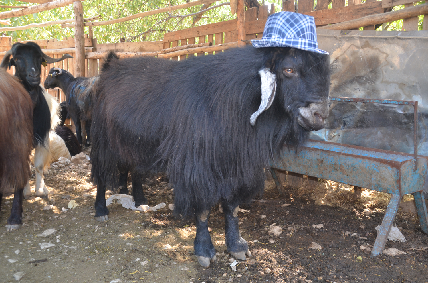 2 y�lda b�y�t�ld�, tam 120 kilo! Al�c�s�n� bekliyor