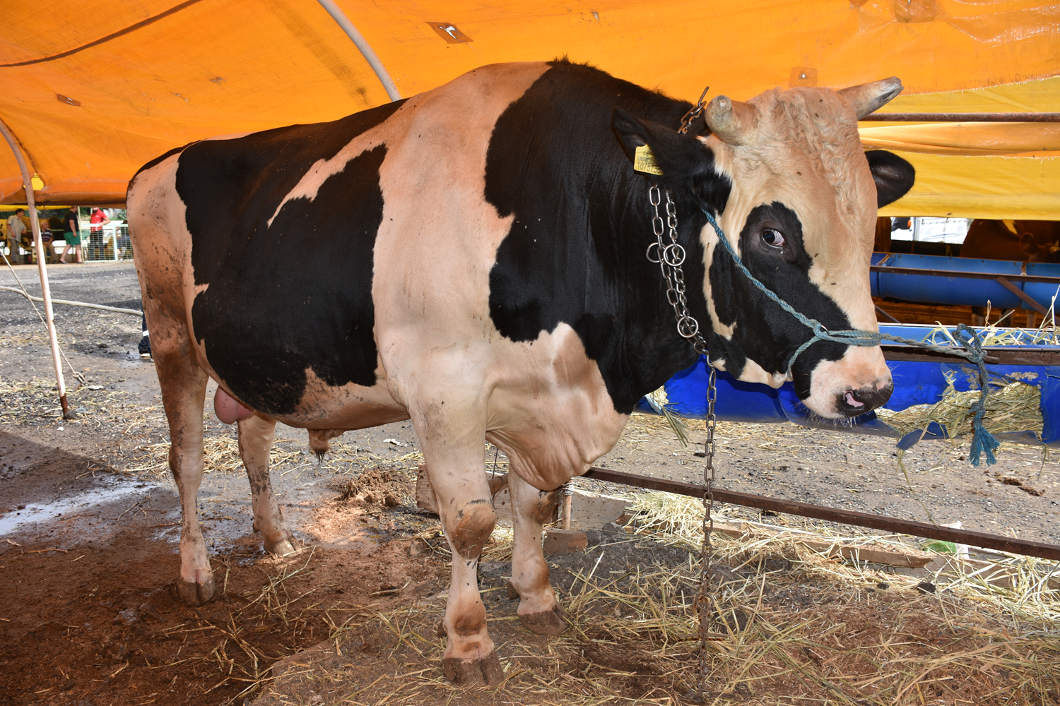 1 ton 200 kilograml�k dana 24 bin liraya al�c�s�n� bekliyor