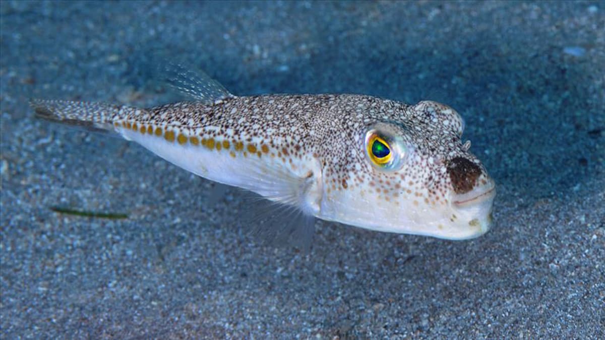 Balon bal��� can ald�