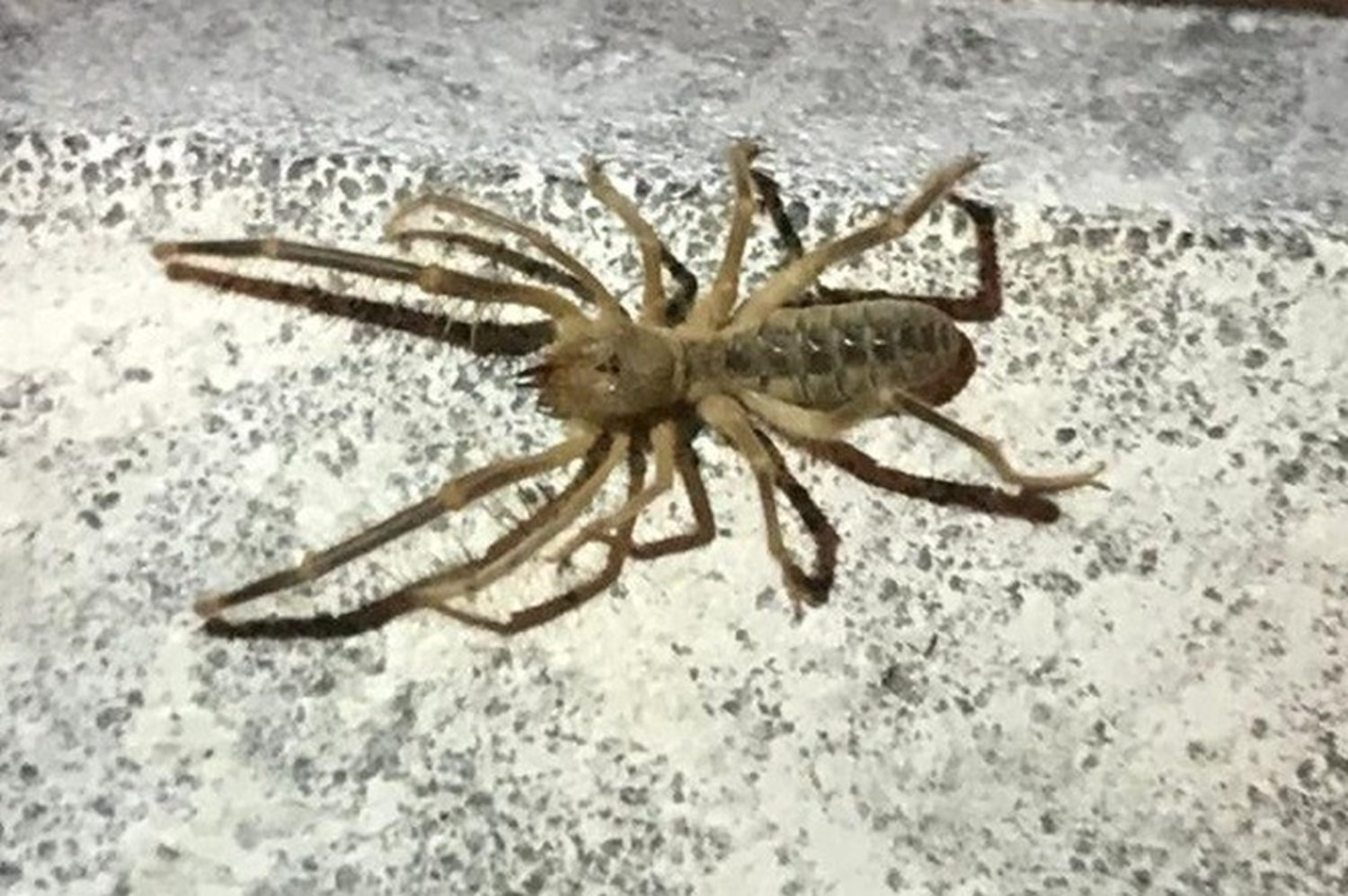 Elaz��'da etobur �r�mcek pani�i!