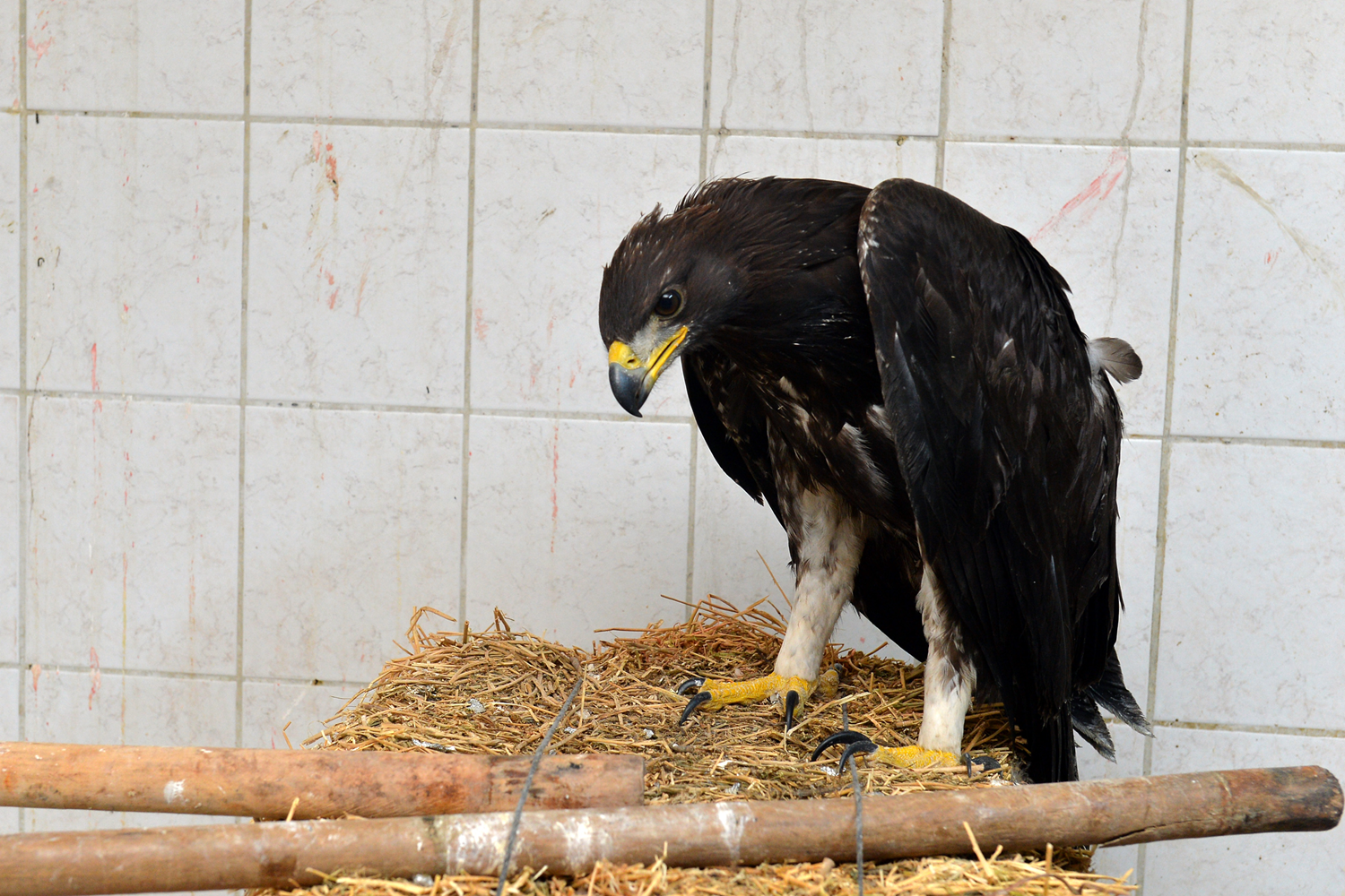 Bitkin halde bulunan kaya kartal� Do�a Koruma ve Milli Parklar M�d�r�l���nce koruma alt�na al�nd�